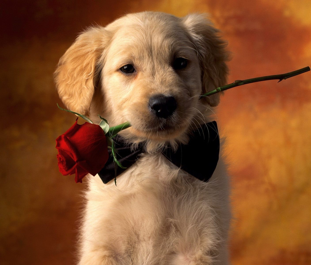 Download mobile wallpaper Dogs, Animal, Puppy, Golden Retriever, Cute, Red Rose for free.