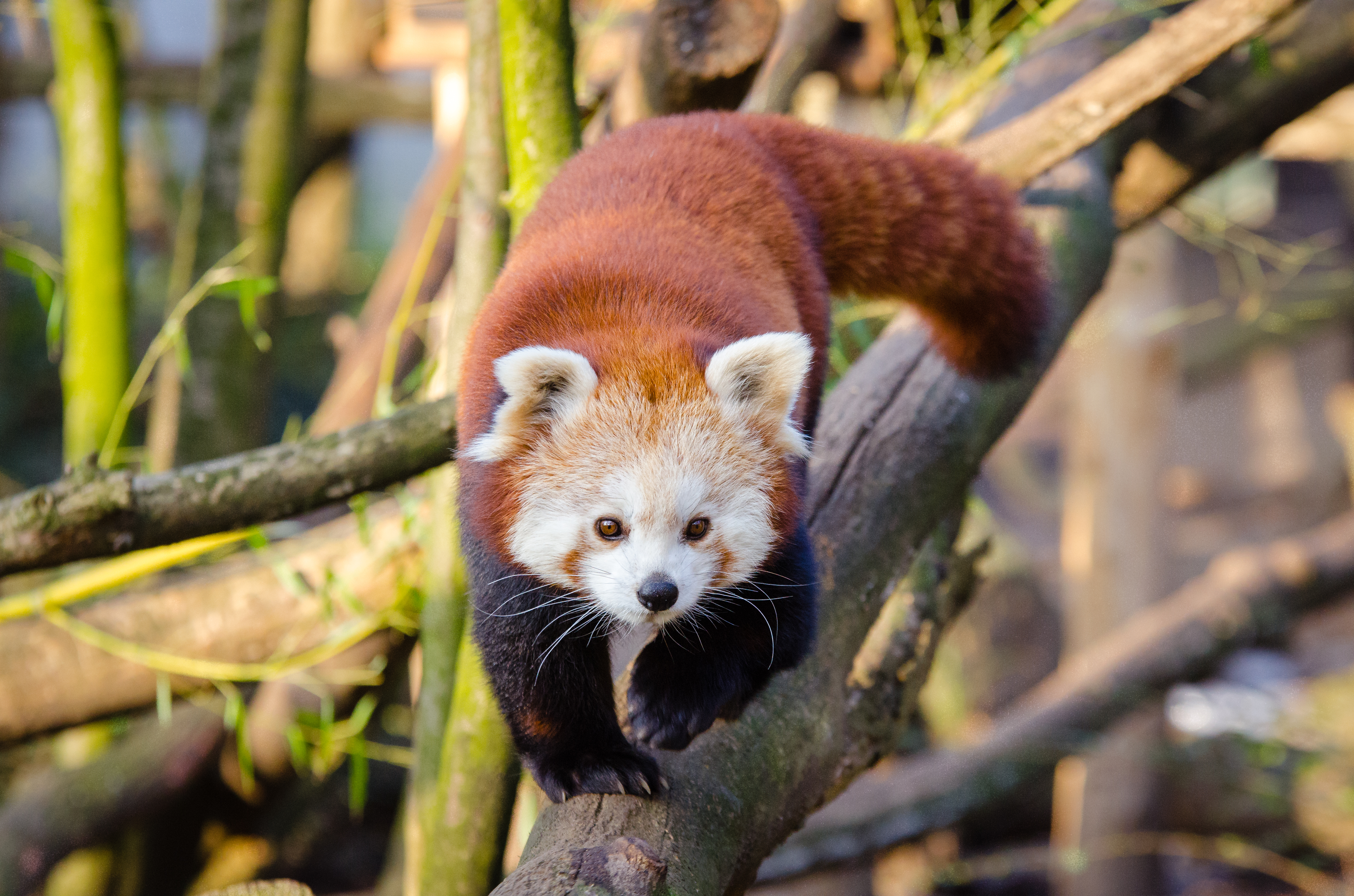 138401 скачать обои малая панда, красная панда, животные, прогулка - заставки и картинки бесплатно