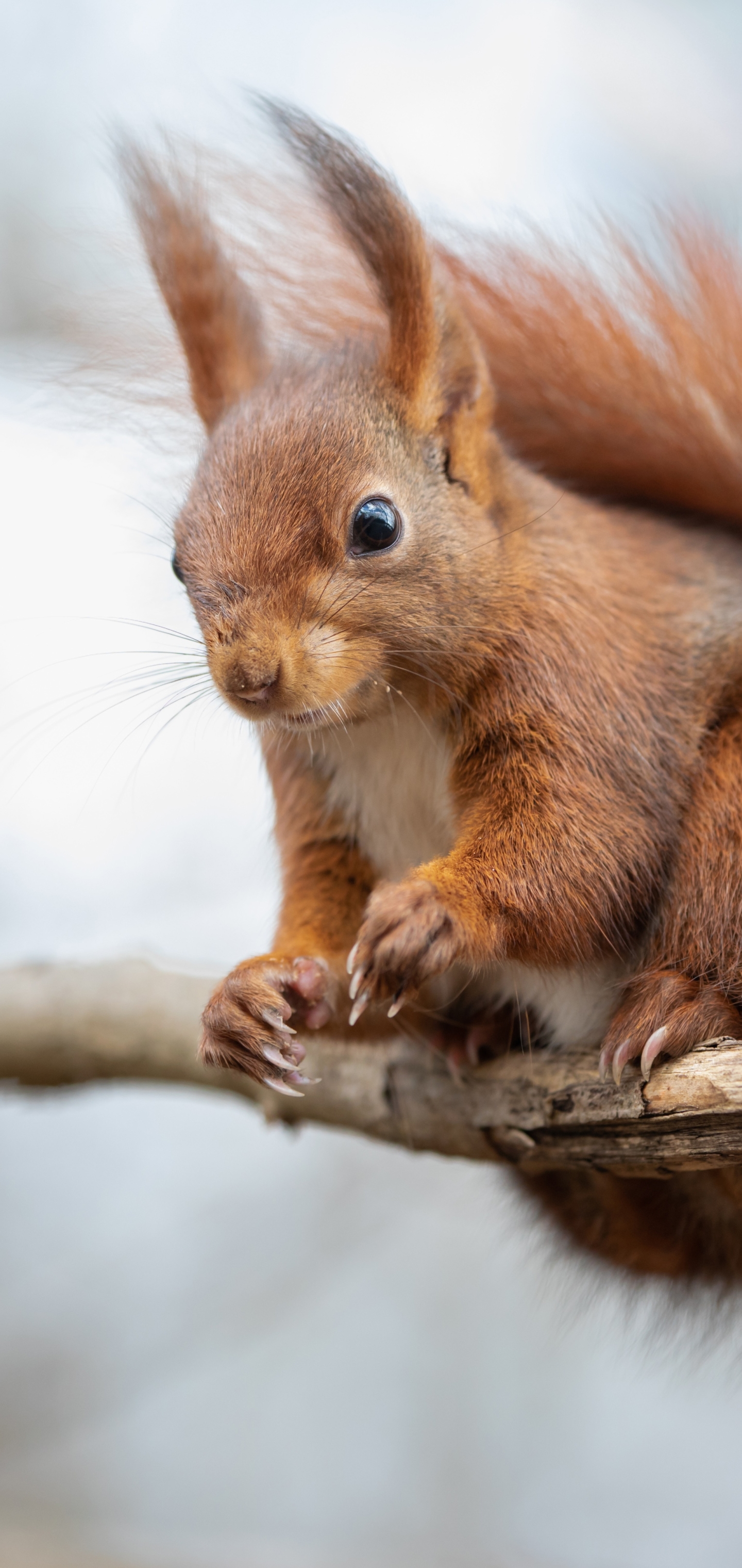 Handy-Wallpaper Tiere, Eichhörnchen, Nagetier kostenlos herunterladen.