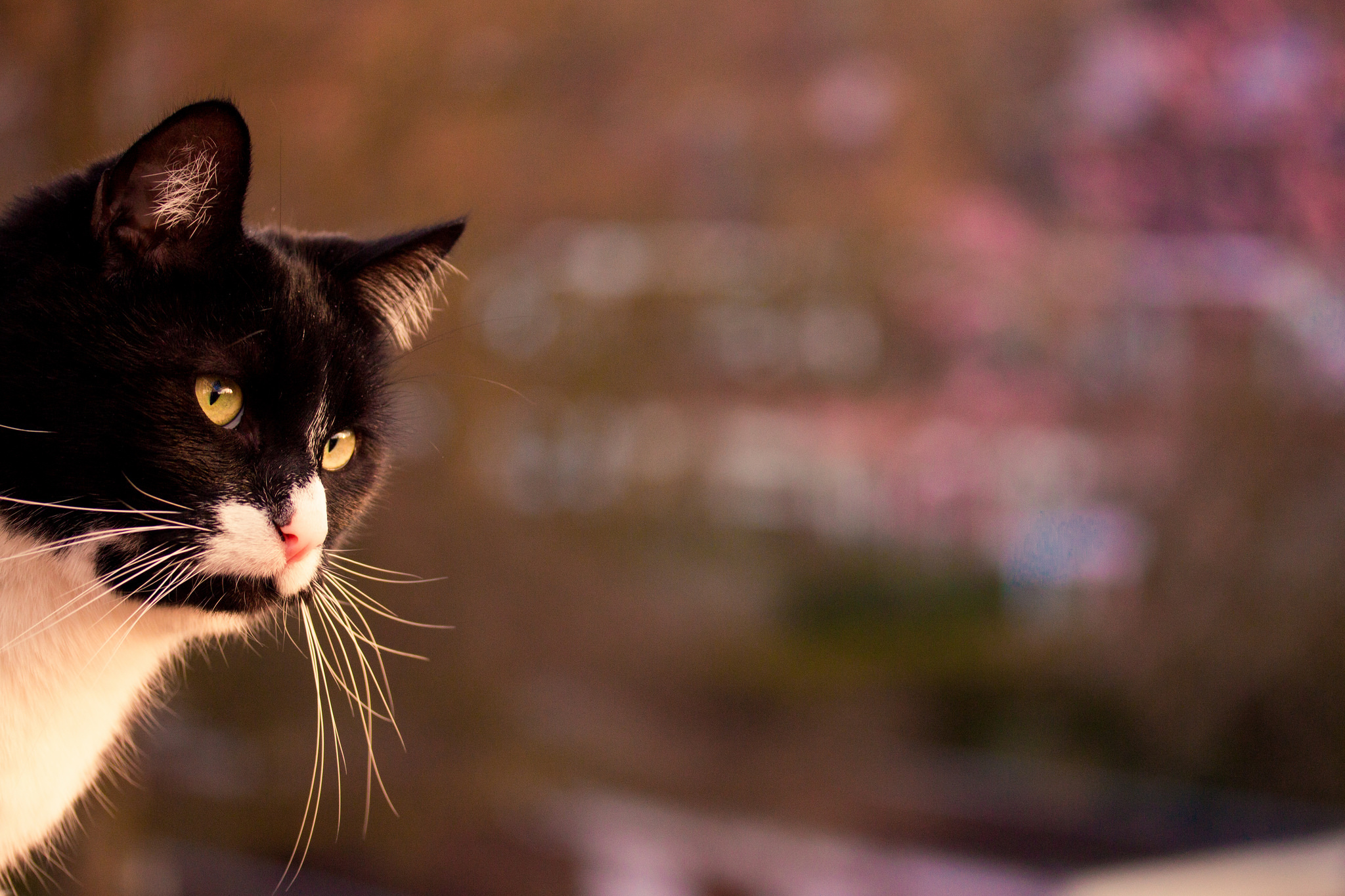 Handy-Wallpaper Tiere, Katzen, Katze kostenlos herunterladen.