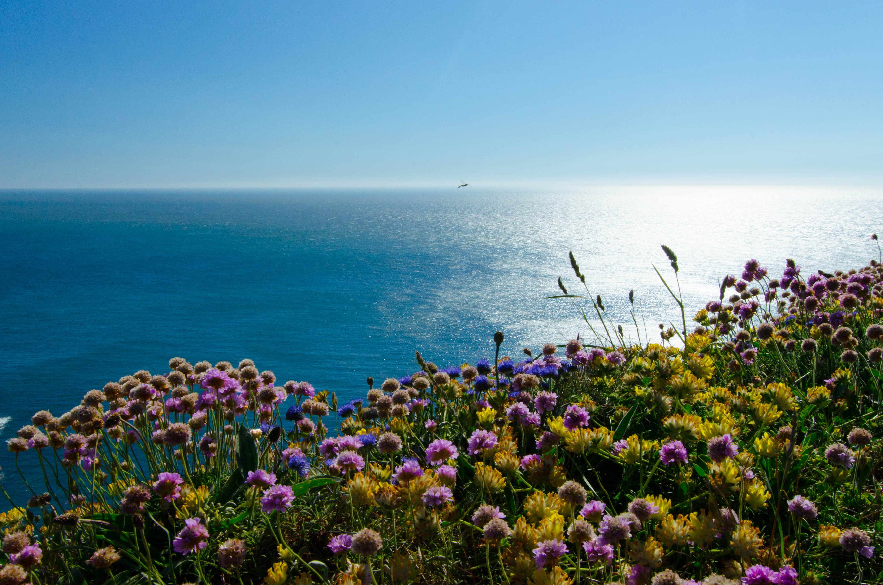 Laden Sie das Natur, Horizont, Blume, Ozean, Gelbe Blume, Erde/natur, Pinke Blume-Bild kostenlos auf Ihren PC-Desktop herunter