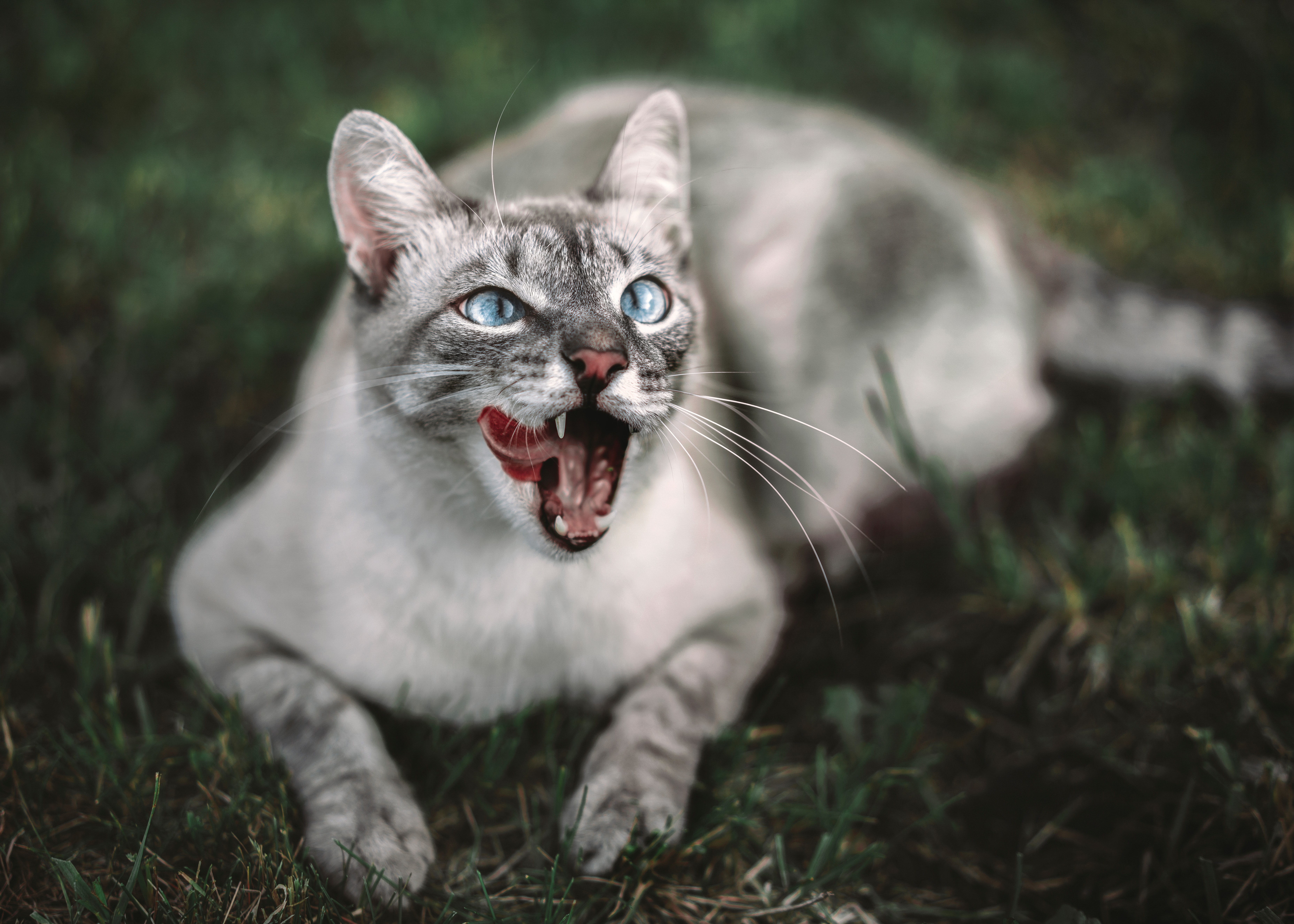 vertical wallpaper cat, animals, muzzle, protruding tongue, tongue stuck out
