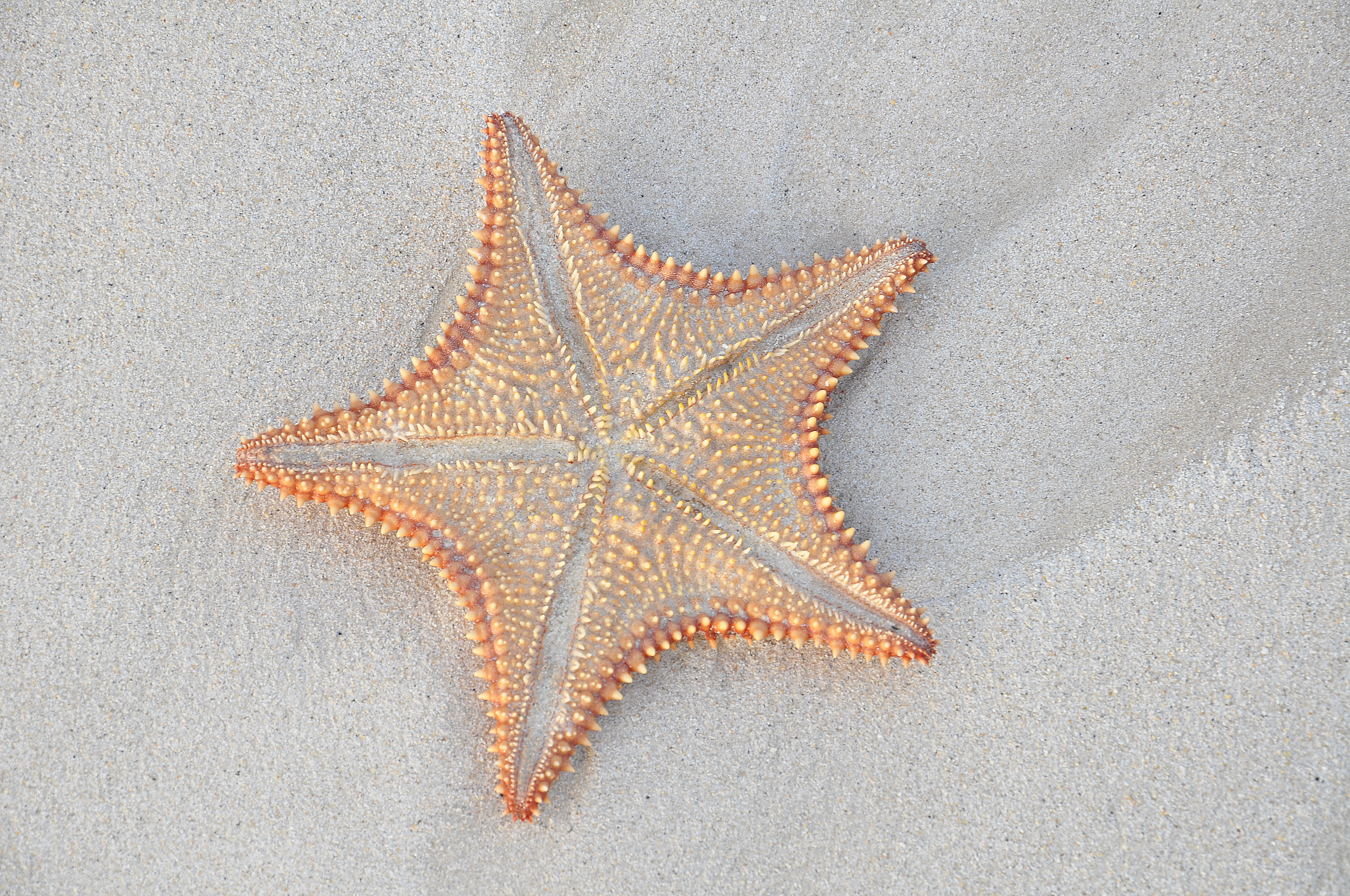 Free download wallpaper Sand, Starfish, Close Up, Animal on your PC desktop