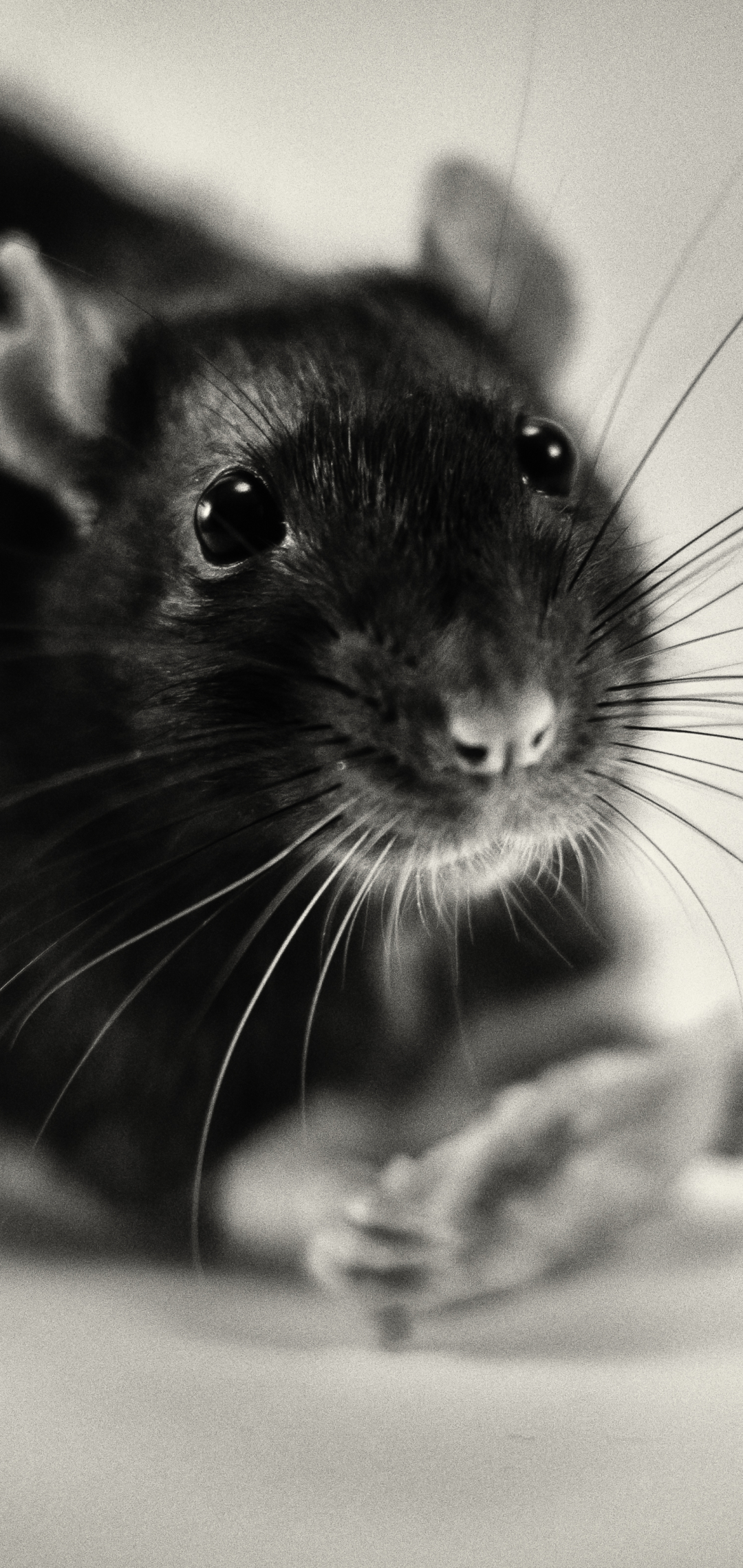 Download mobile wallpaper Animal, Rodent, Rat, Black & White for free.