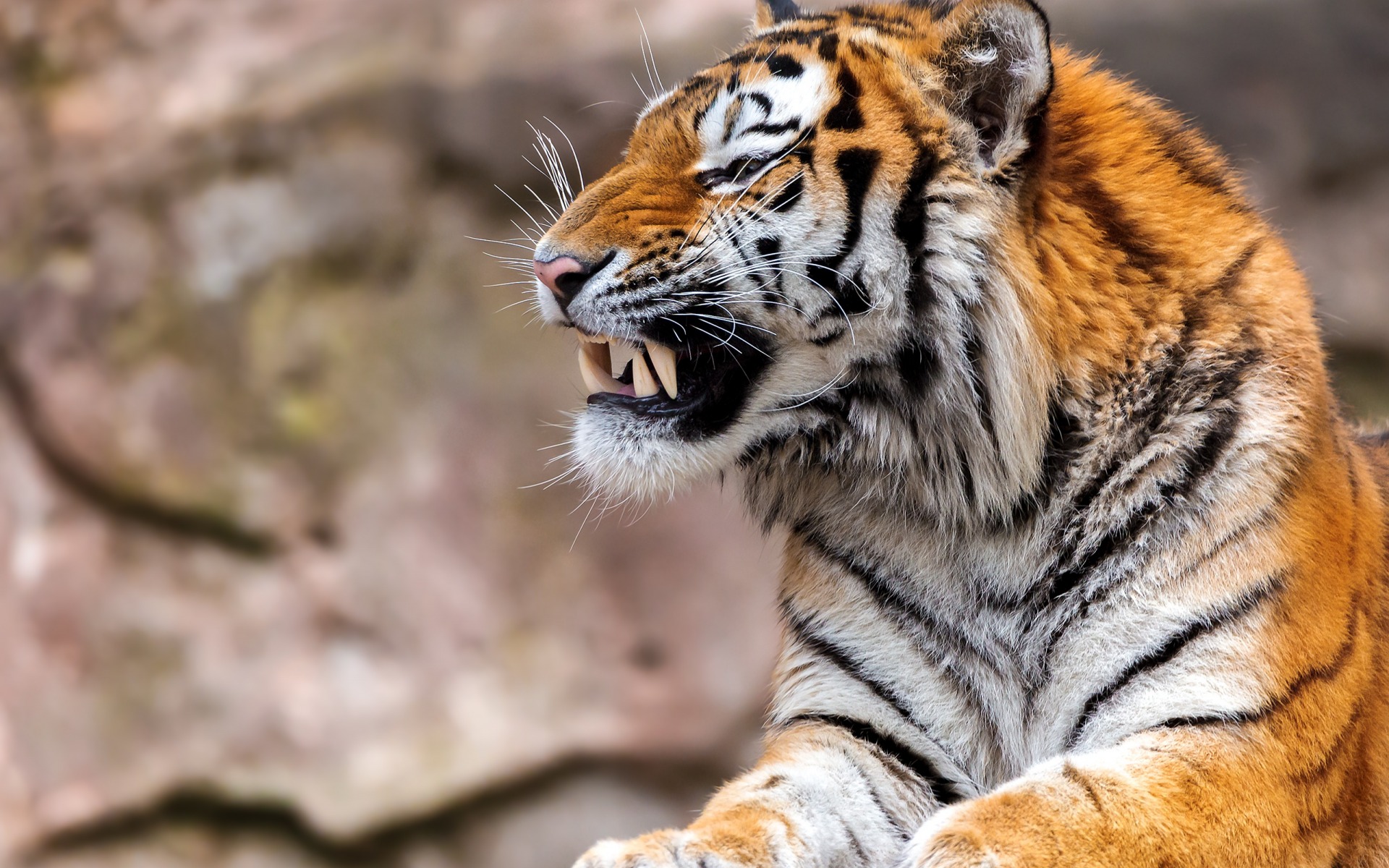 417806 baixar papel de parede animais, tigre, rugido, gatos - protetores de tela e imagens gratuitamente