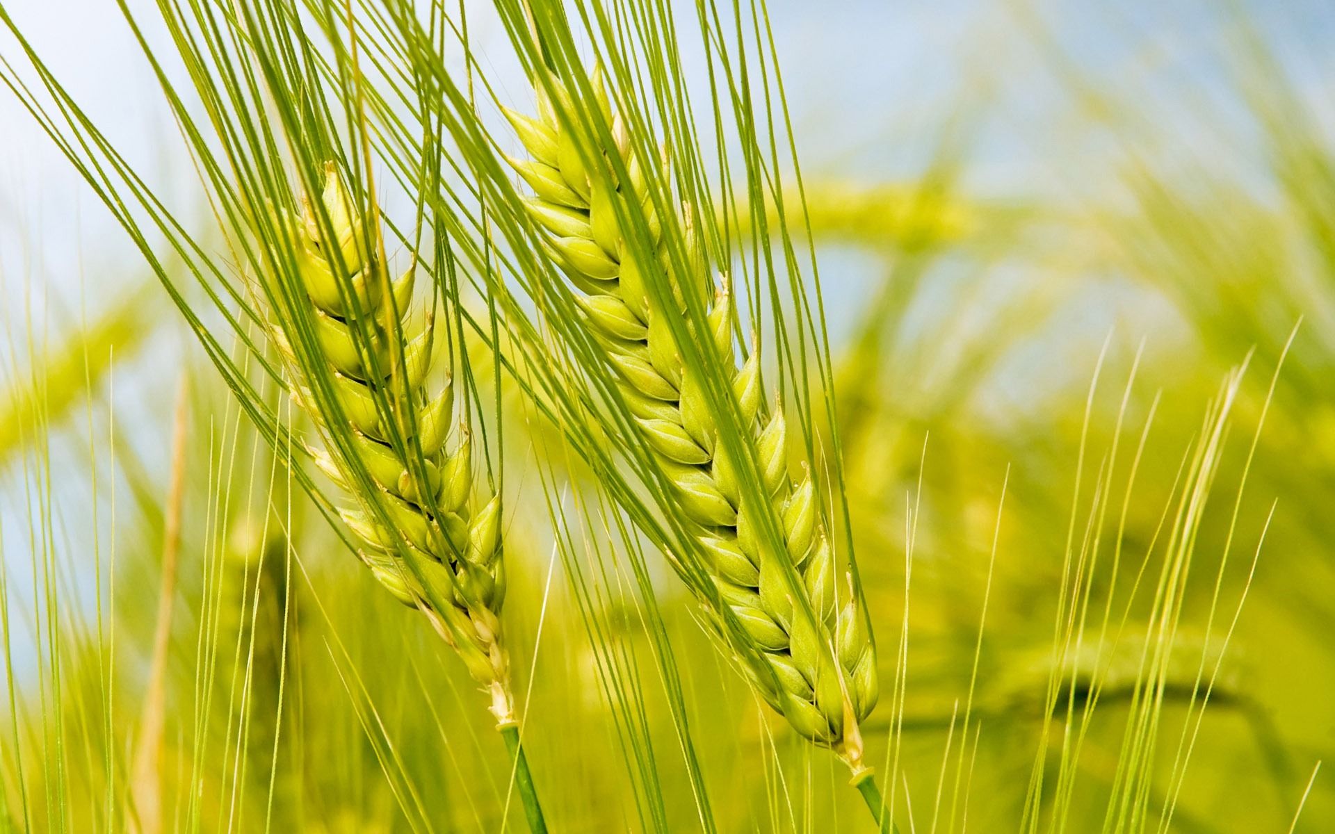 Laden Sie das Weizen, Erde/natur-Bild kostenlos auf Ihren PC-Desktop herunter