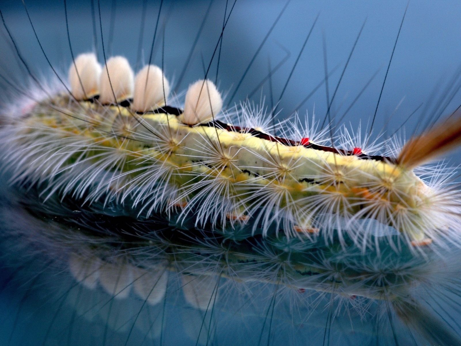 Free download wallpaper Macro, Insect, Striped, Caterpillar, Hair on your PC desktop