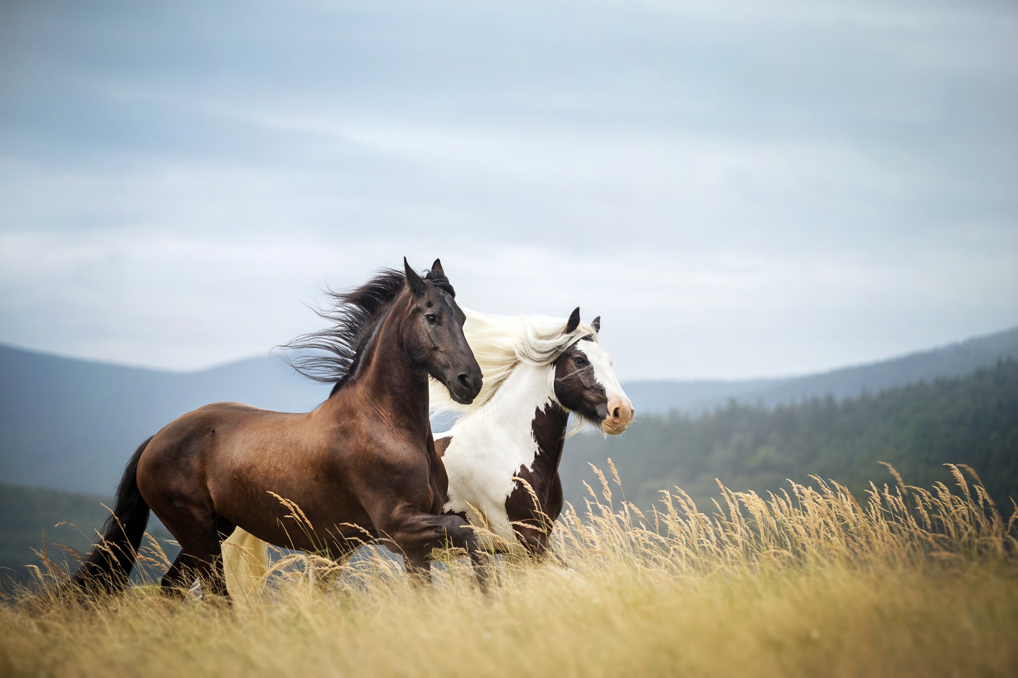 Download mobile wallpaper Grass, Animal, Horse for free.