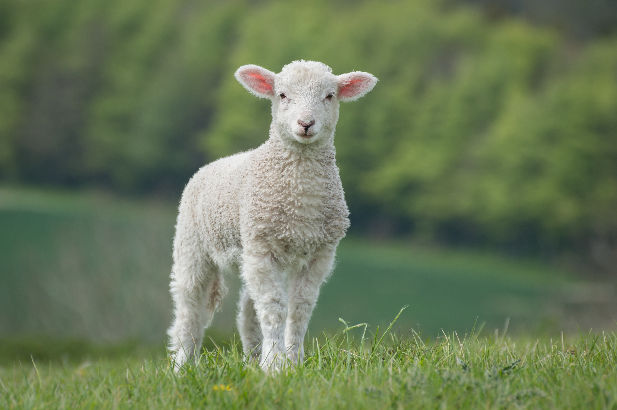 1019917壁紙のダウンロード子羊, 動物, 羊, 赤ちゃん動物-スクリーンセーバーと写真を無料で