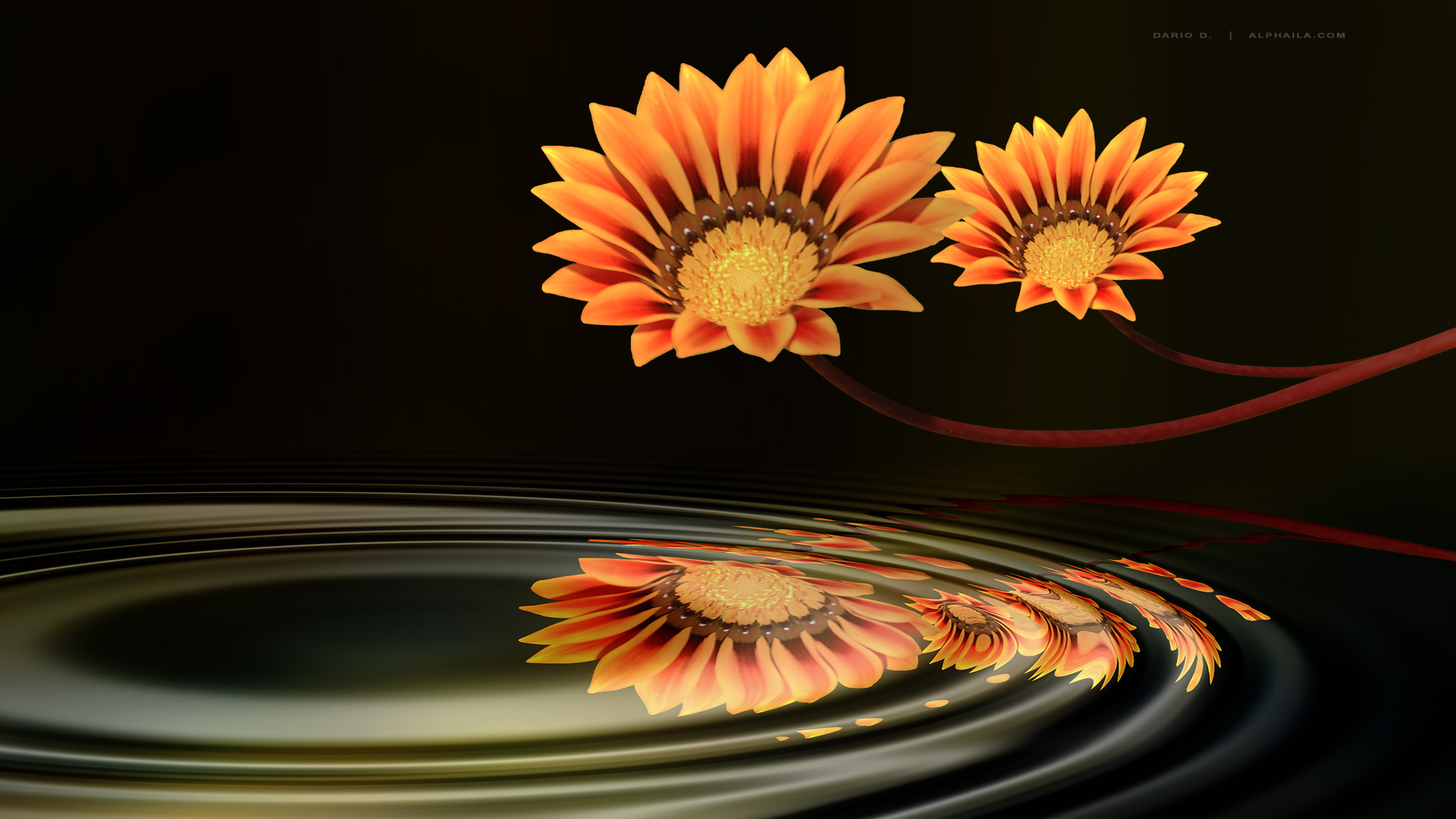 Free download wallpaper Flowers, Flower, Earth on your PC desktop