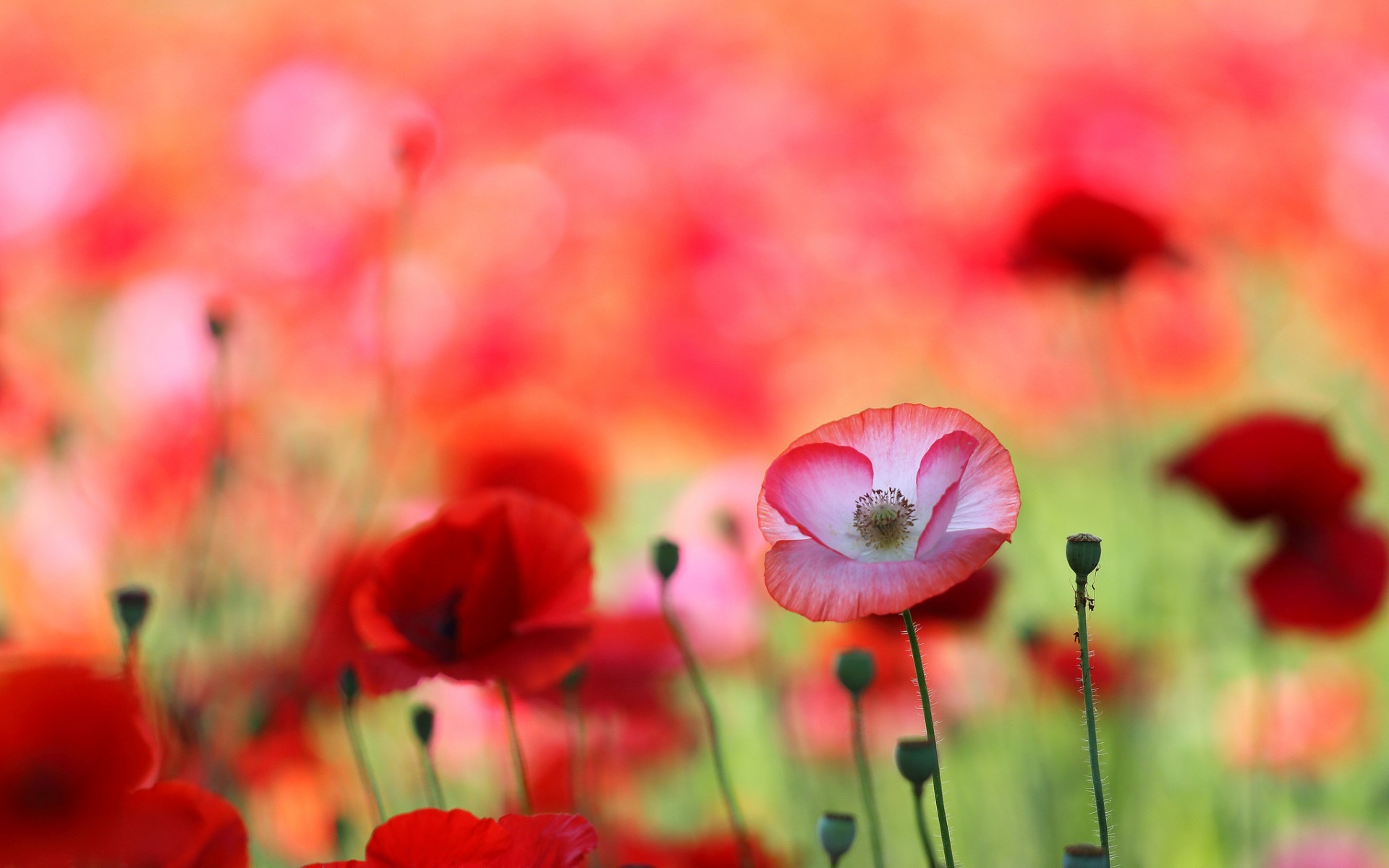 Download mobile wallpaper Nature, Flowers, Summer, Flower, Blur, Earth, Poppy, Red Flower for free.