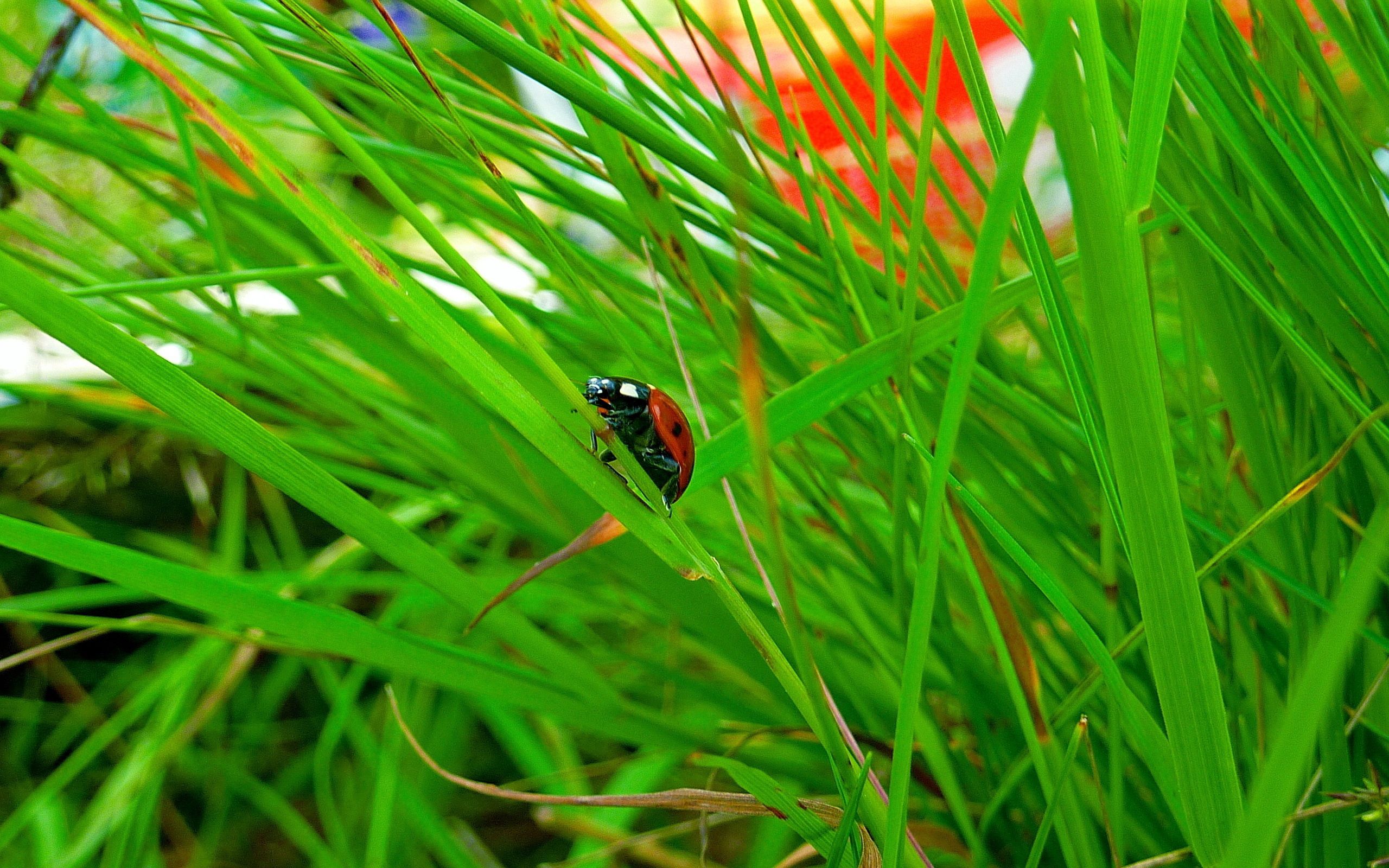 grass, macro, insect, hide, ladybug, ladybird, conspiracy