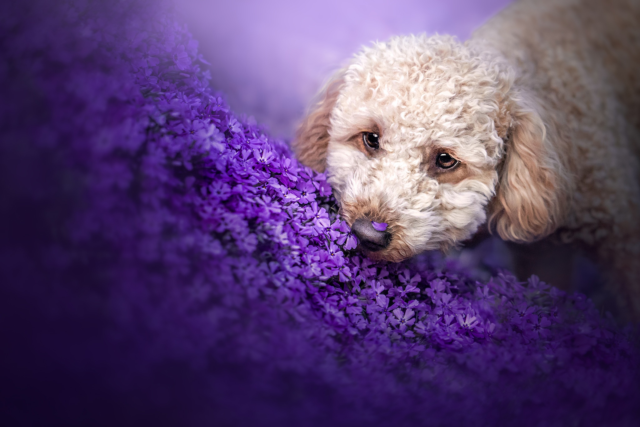 519142 descargar imagen animales, caniche, flor, perros: fondos de pantalla y protectores de pantalla gratis
