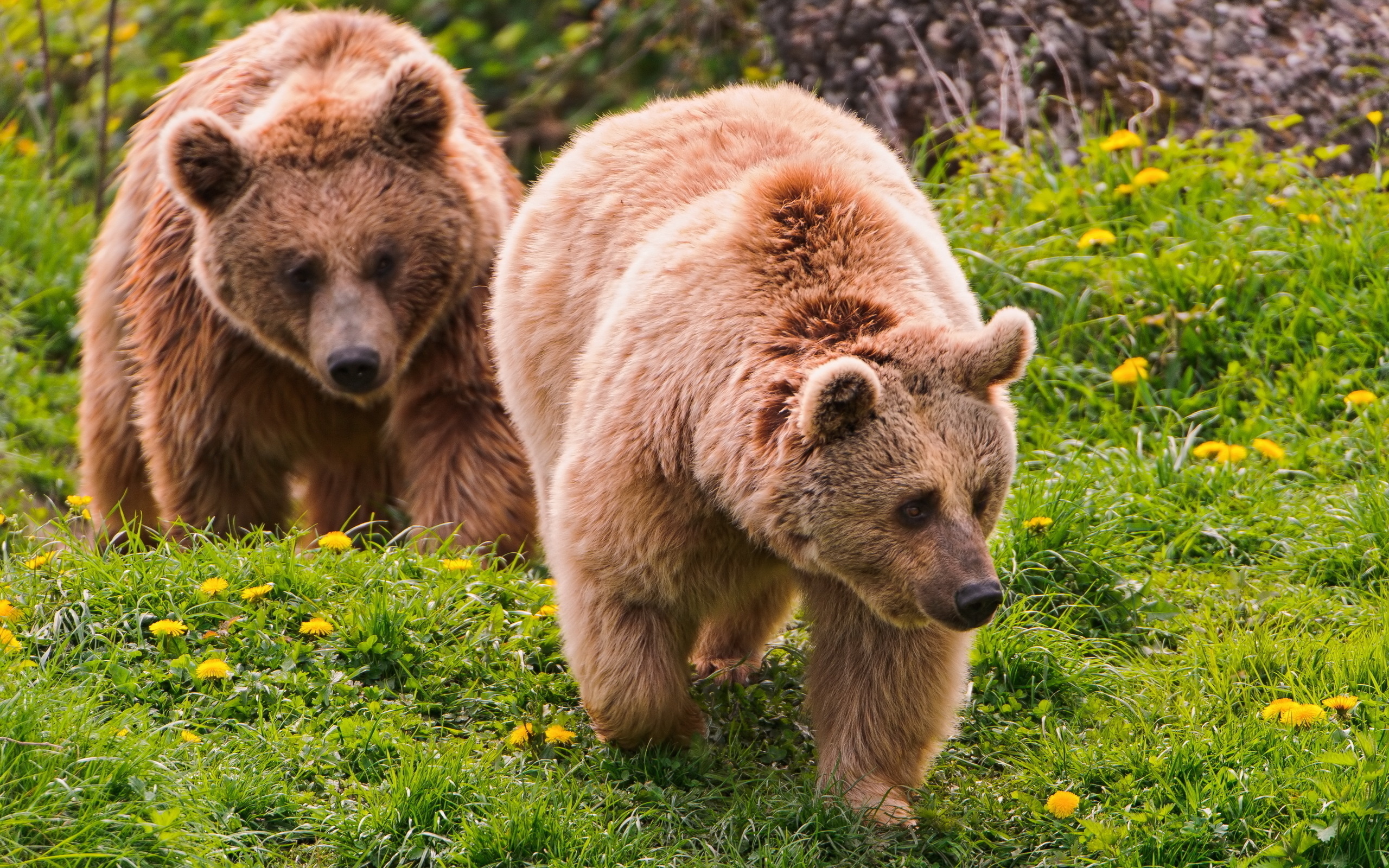 Laden Sie das Bären, Tiere-Bild kostenlos auf Ihren PC-Desktop herunter