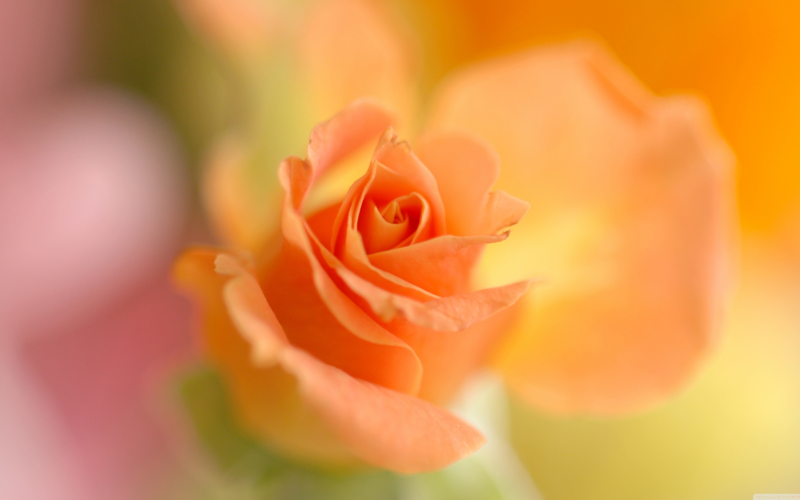 無料モバイル壁紙植物, フラワーズ, オレンジ, バラをダウンロードします。