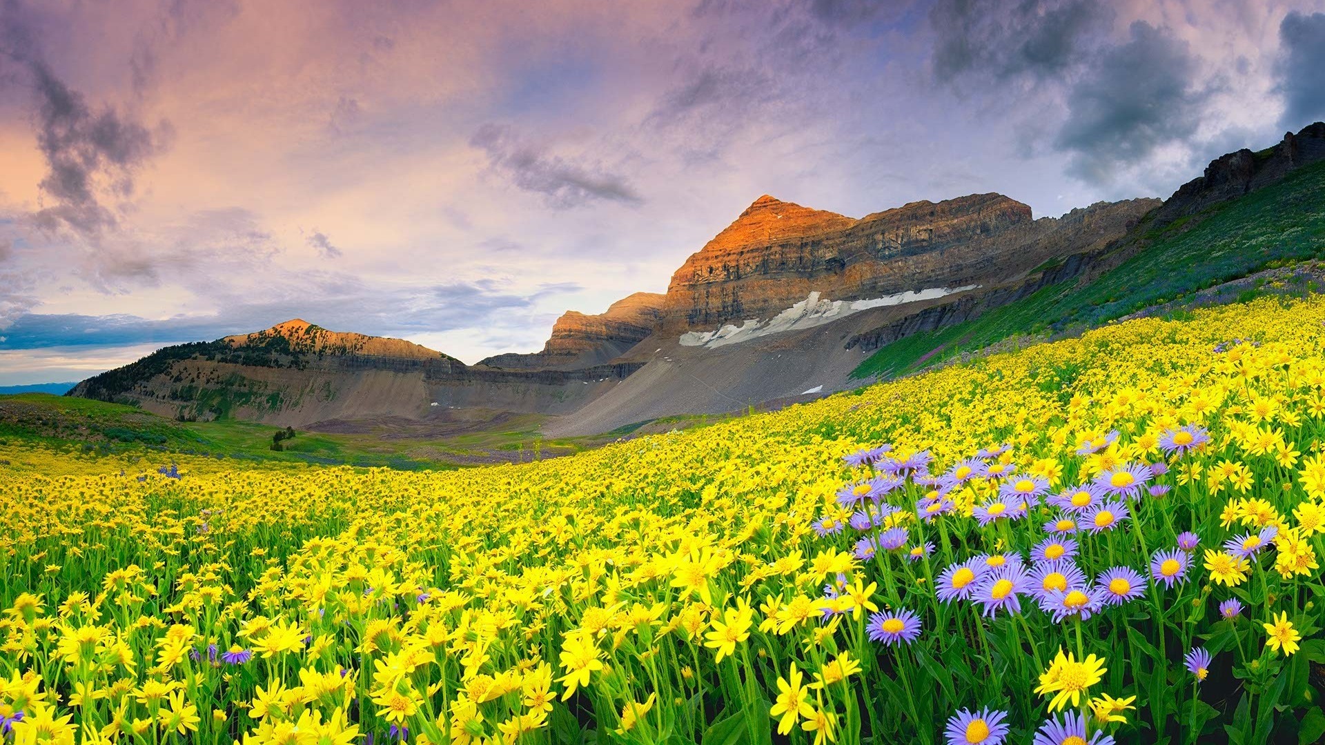 Free download wallpaper Flowers, Flower, Earth on your PC desktop