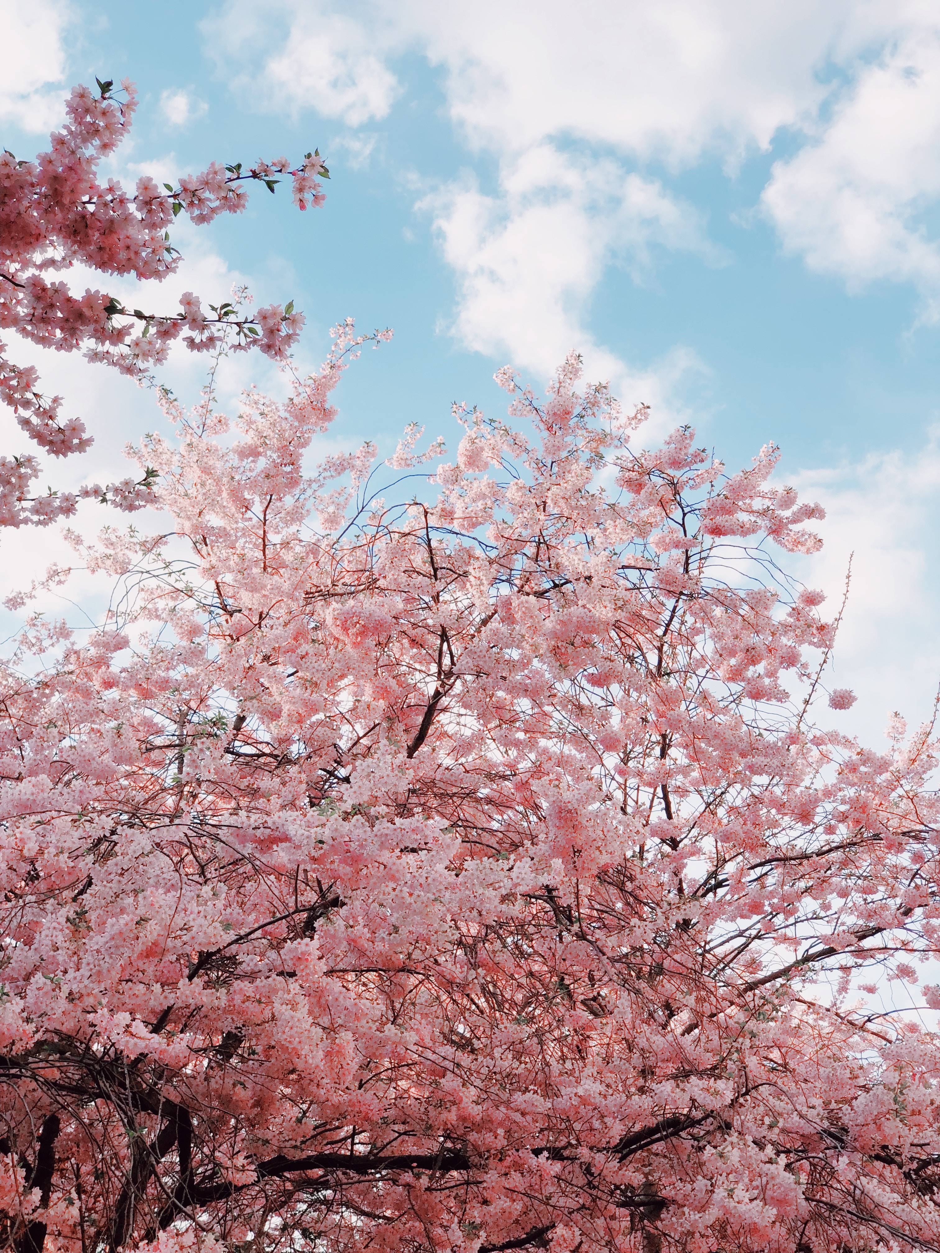 62796 télécharger l'image printemps, source, floraison, fleurs, cerise, sky, branches - fonds d'écran et économiseurs d'écran gratuits