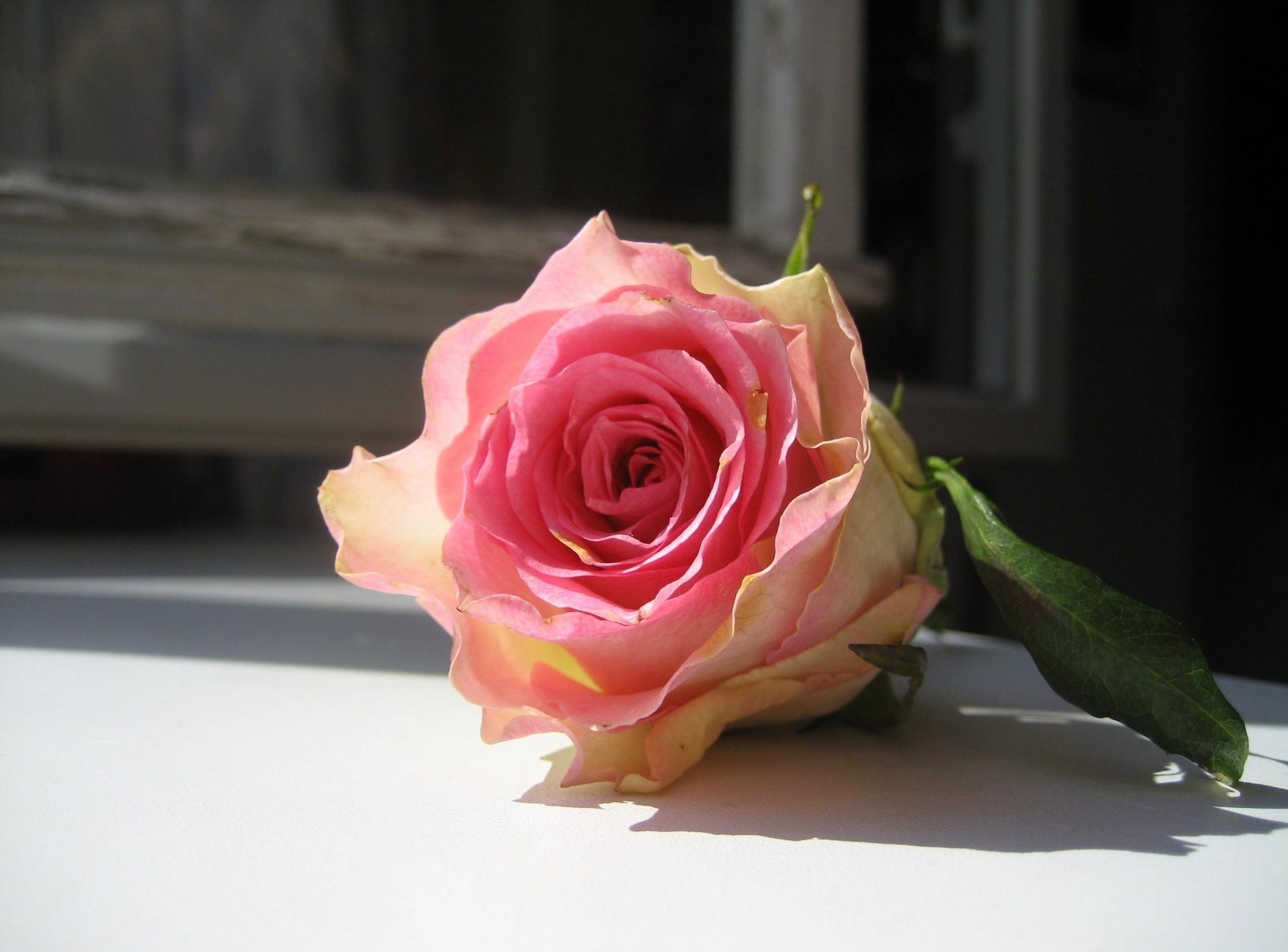 rose, flowers, flower, rose flower, bud, window sill, windowsill, frame Full HD