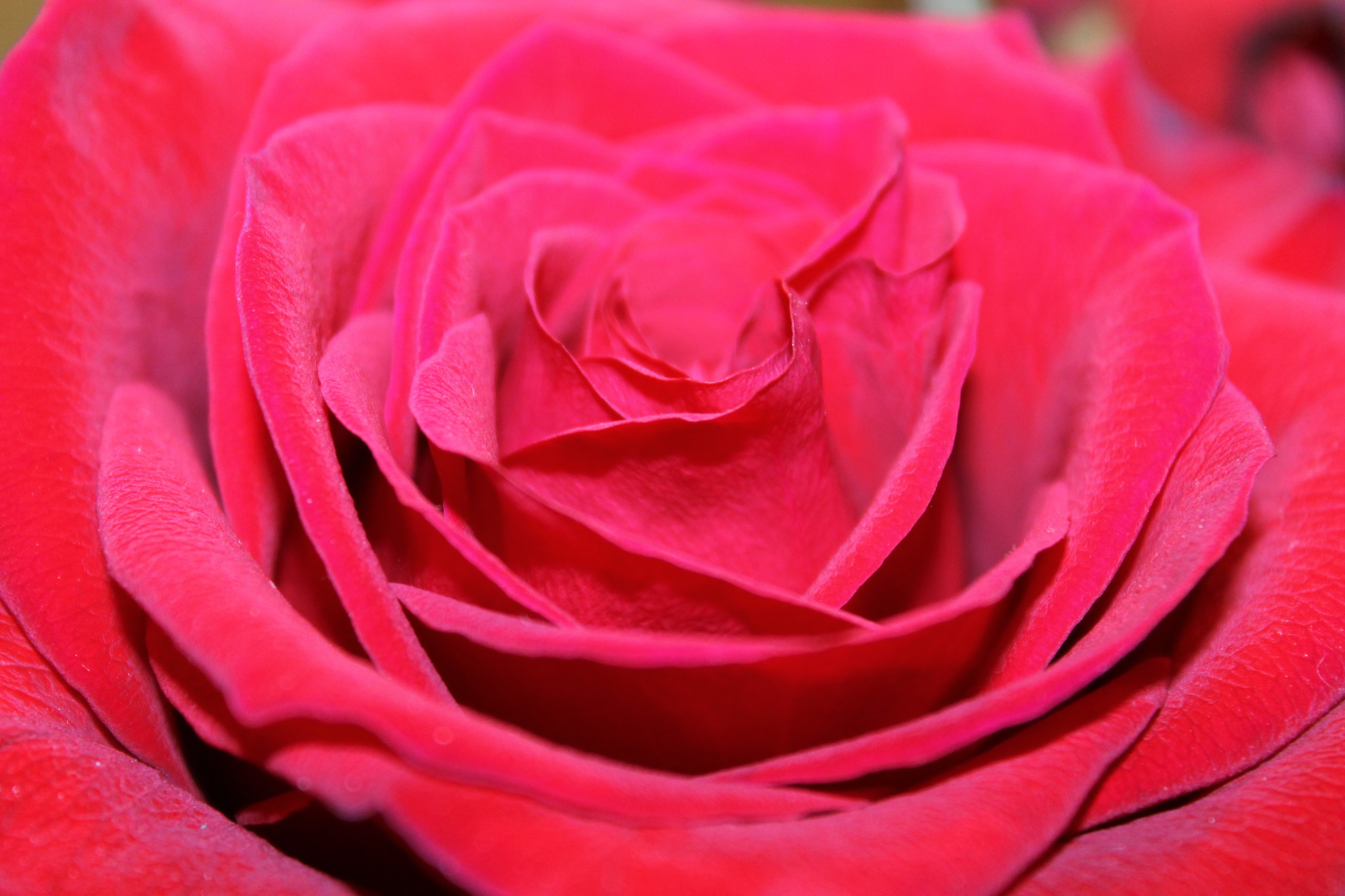 Скачать обои бесплатно Красная Роза, Крупным Планом, Лепестки, Бутон, Цветы картинка на рабочий стол ПК