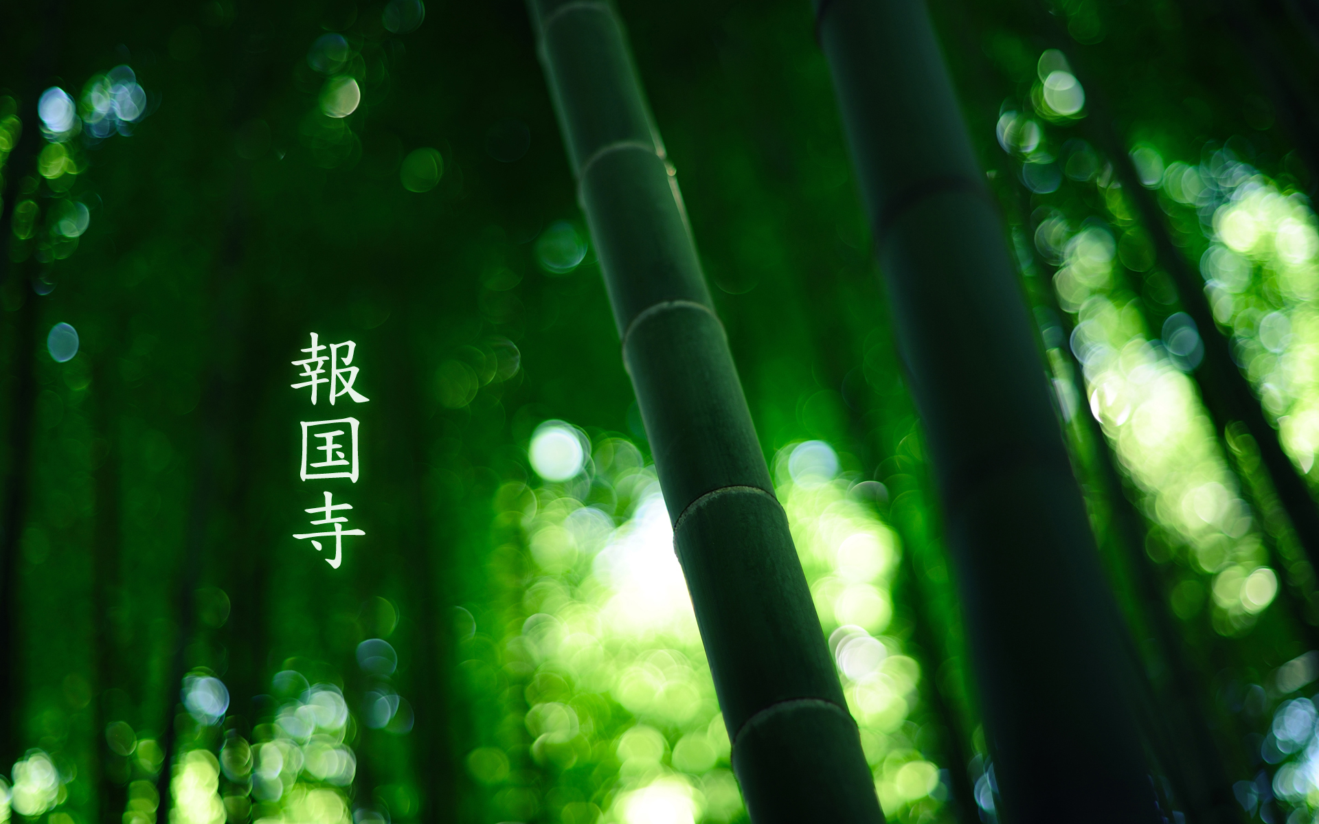184322 descargar imagen tierra/naturaleza, bambú: fondos de pantalla y protectores de pantalla gratis