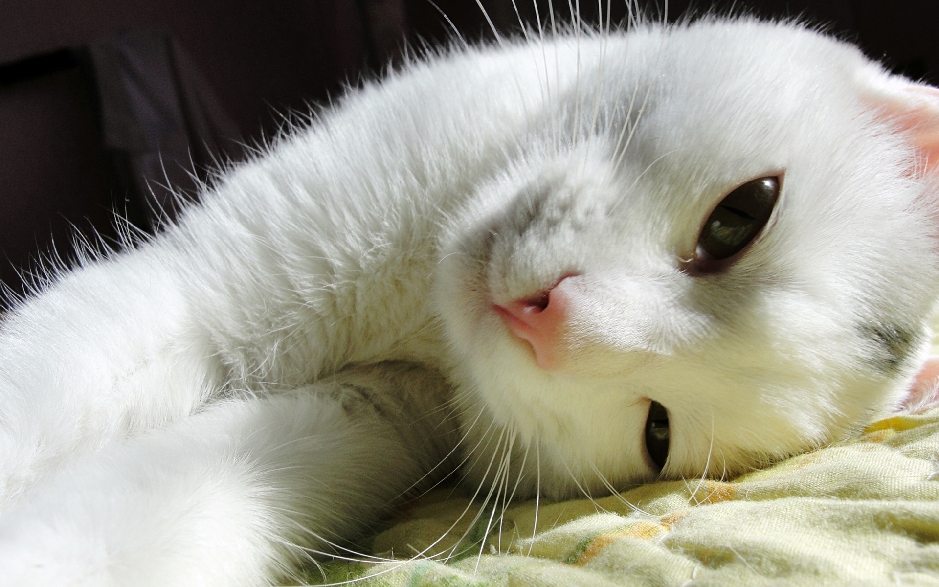 Laden Sie das Tiere, Katzen, Katze, Gesicht, Auge-Bild kostenlos auf Ihren PC-Desktop herunter