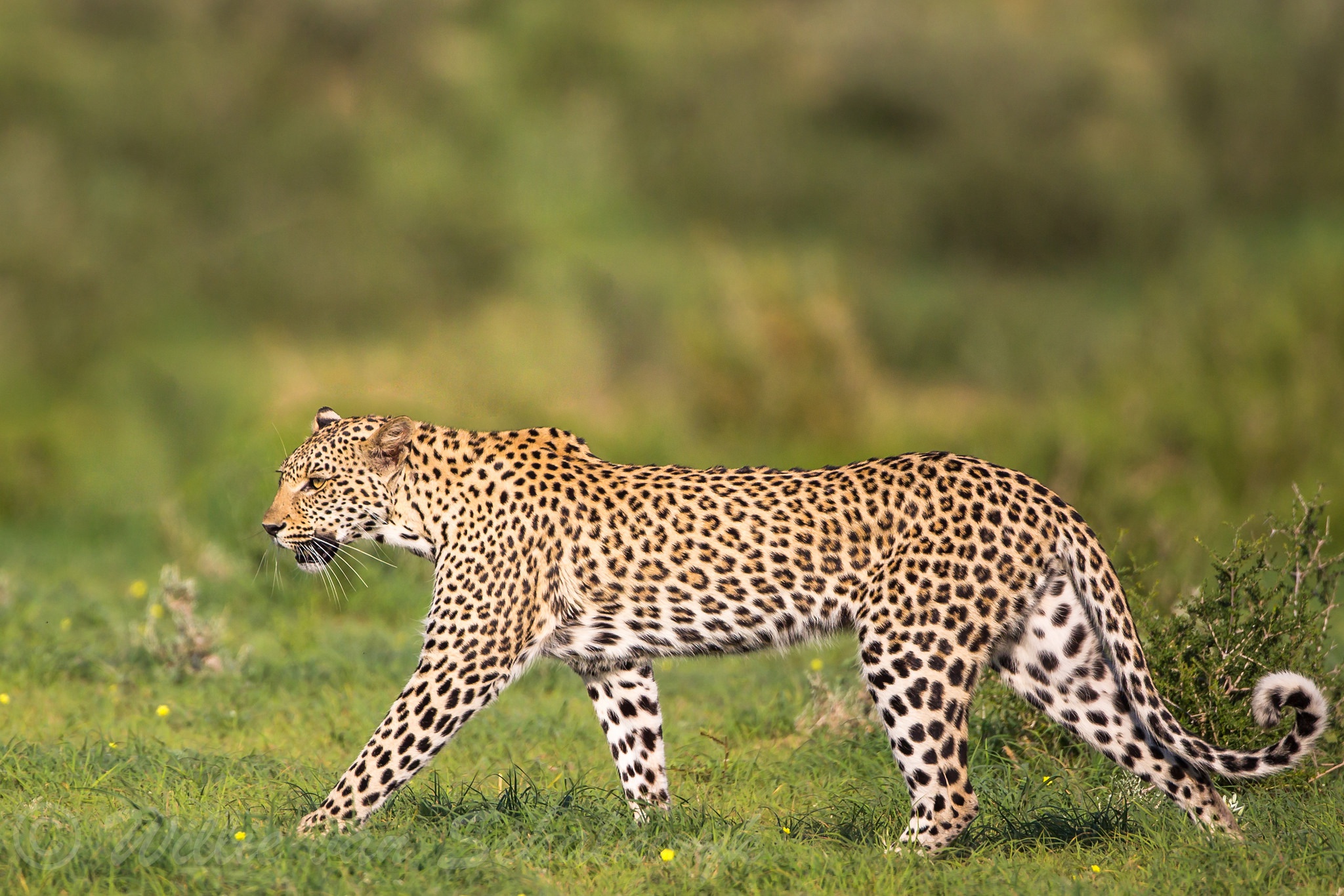 Descarga gratuita de fondo de pantalla para móvil de Leopardo, Gatos, Animales.