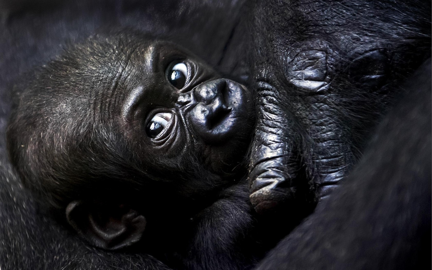 Laden Sie das Tiere, Gorilla, Affen-Bild kostenlos auf Ihren PC-Desktop herunter