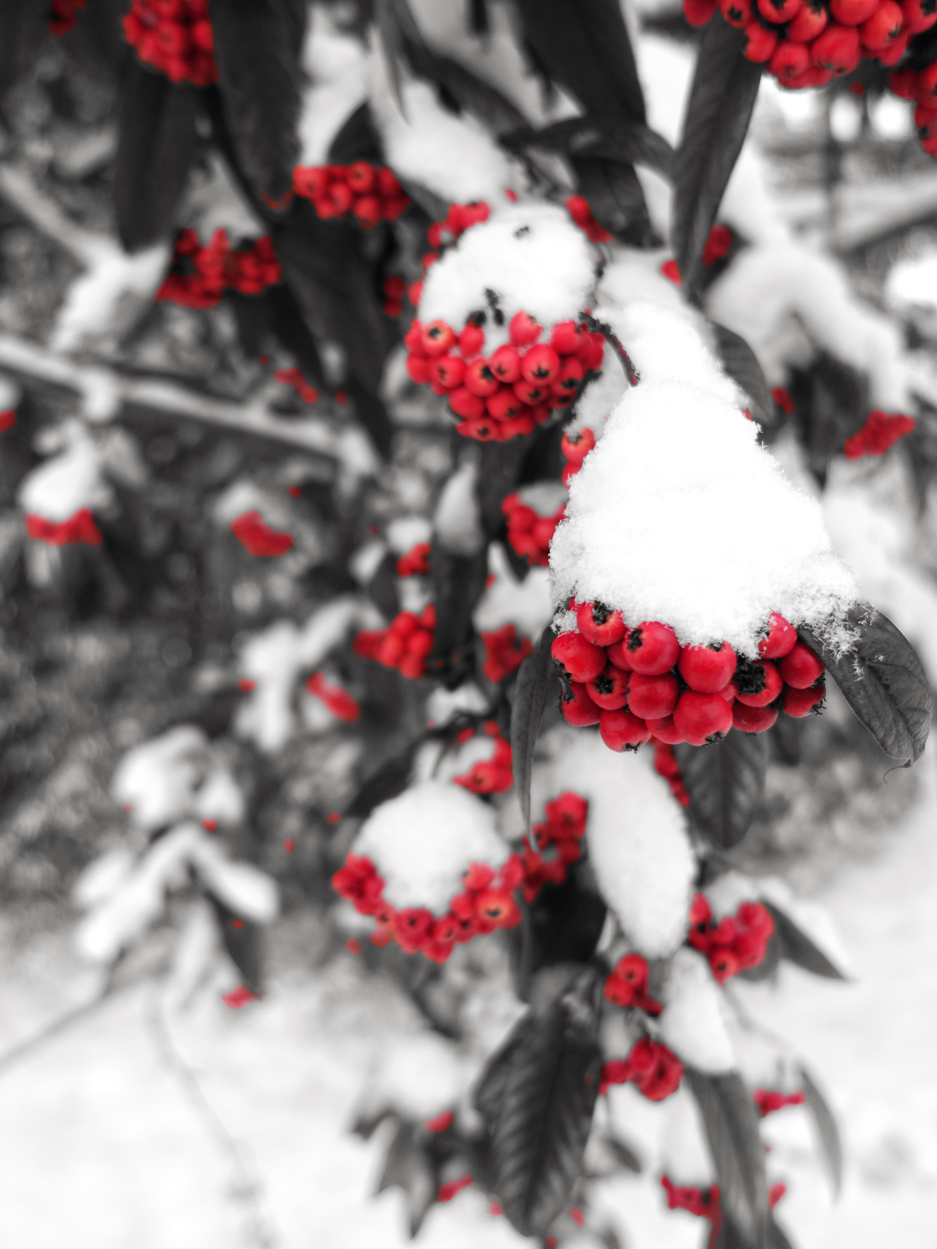 Laden Sie das Natur, Berries, Eberesche, Rowan, Ast, Schnee, Zweig, Winter-Bild kostenlos auf Ihren PC-Desktop herunter