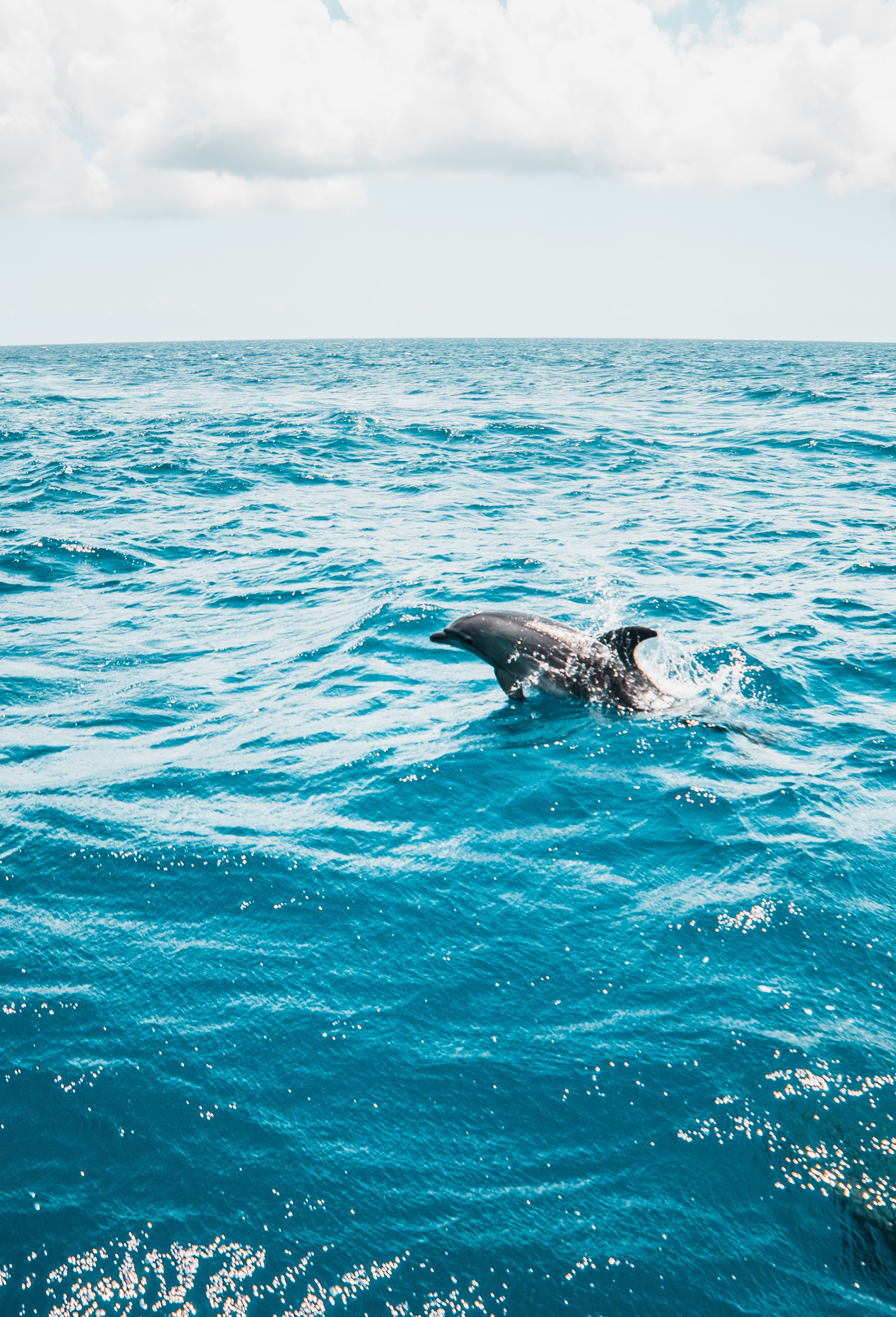Скачать обои бесплатно Животные, Вода, Брызги, Дельфин, Волны, Море картинка на рабочий стол ПК