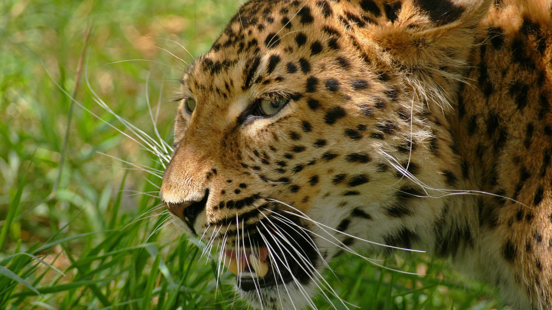 Free download wallpaper Leopard, Animal on your PC desktop