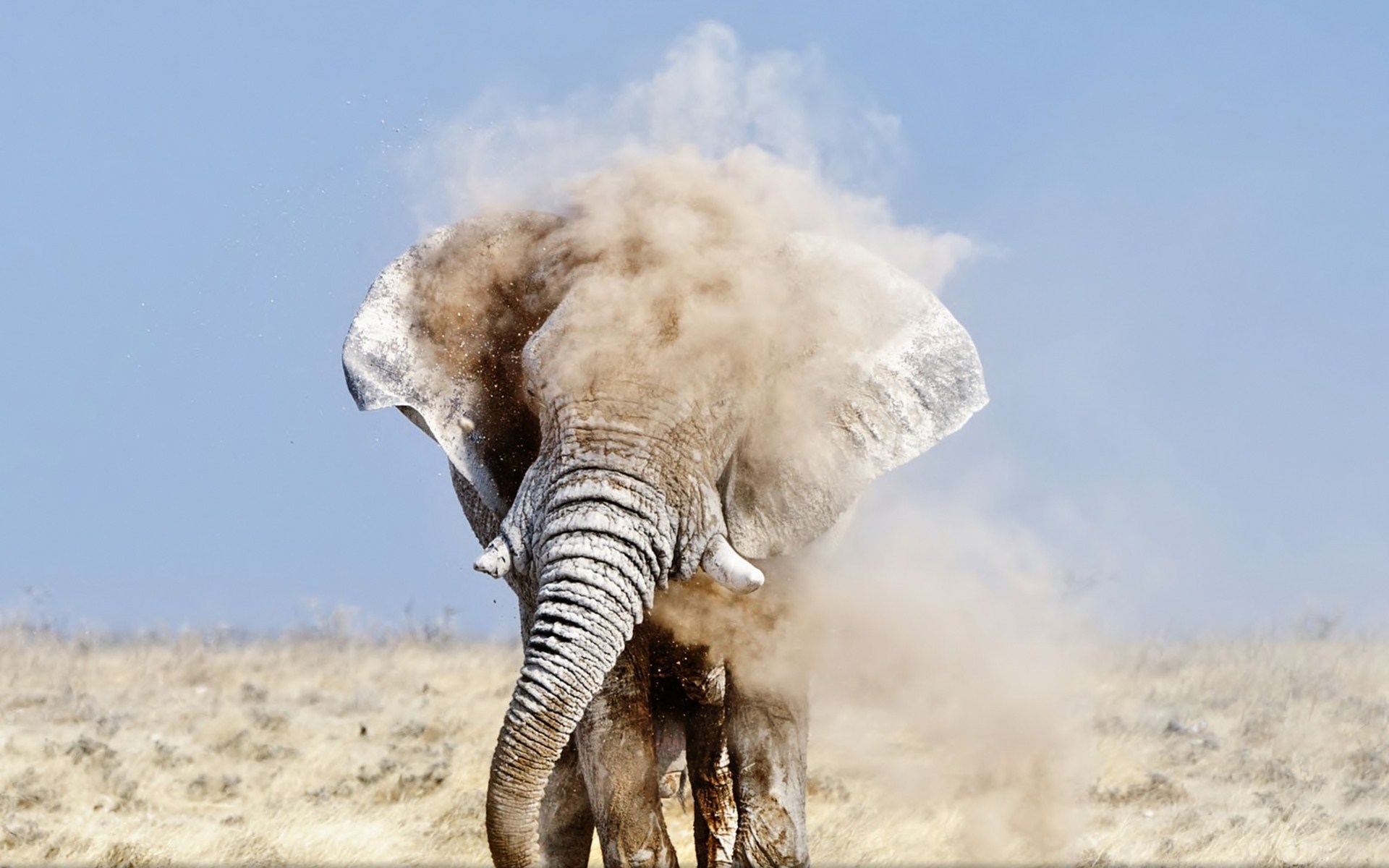 321030 télécharger le fond d'écran animaux, éléphant de savane d'afrique, éléphants - économiseurs d'écran et images gratuitement