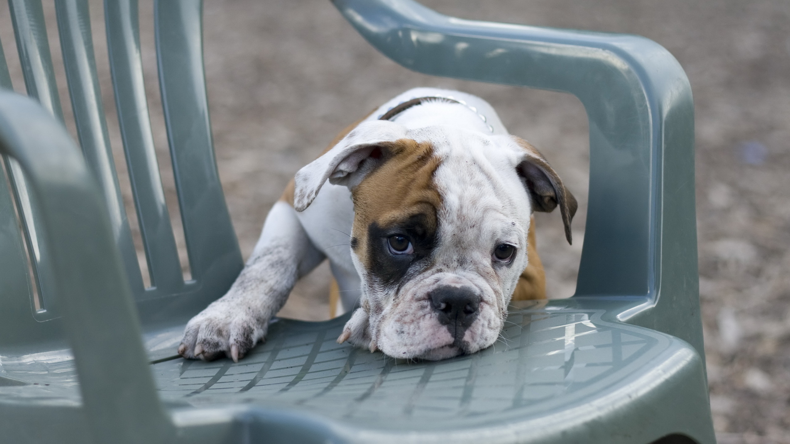 Téléchargez gratuitement l'image Chiens, Chien, Animaux sur le bureau de votre PC