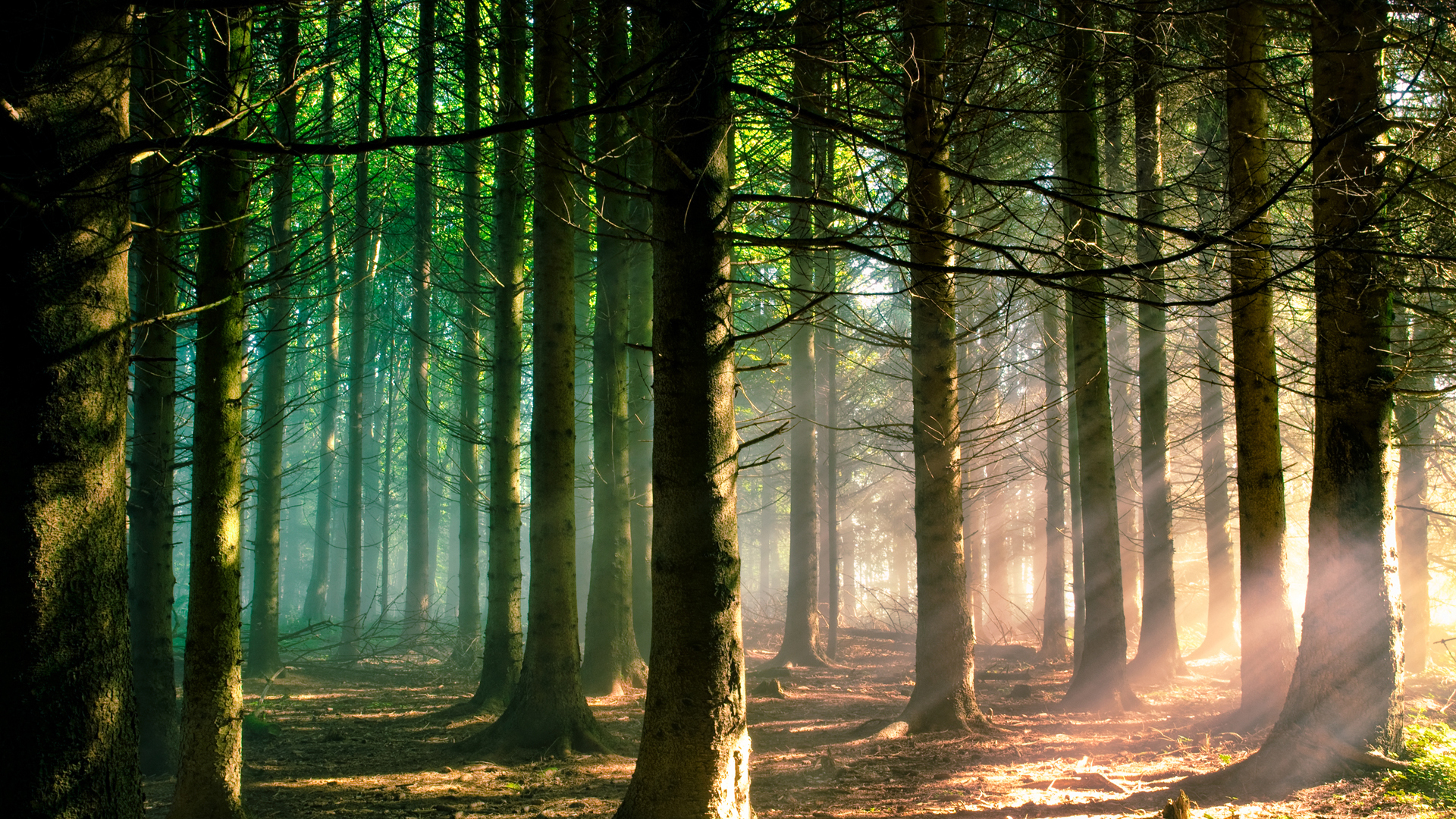 Скачать картинку Лес, Дерево, Солнечный Луч, Земля/природа в телефон бесплатно.