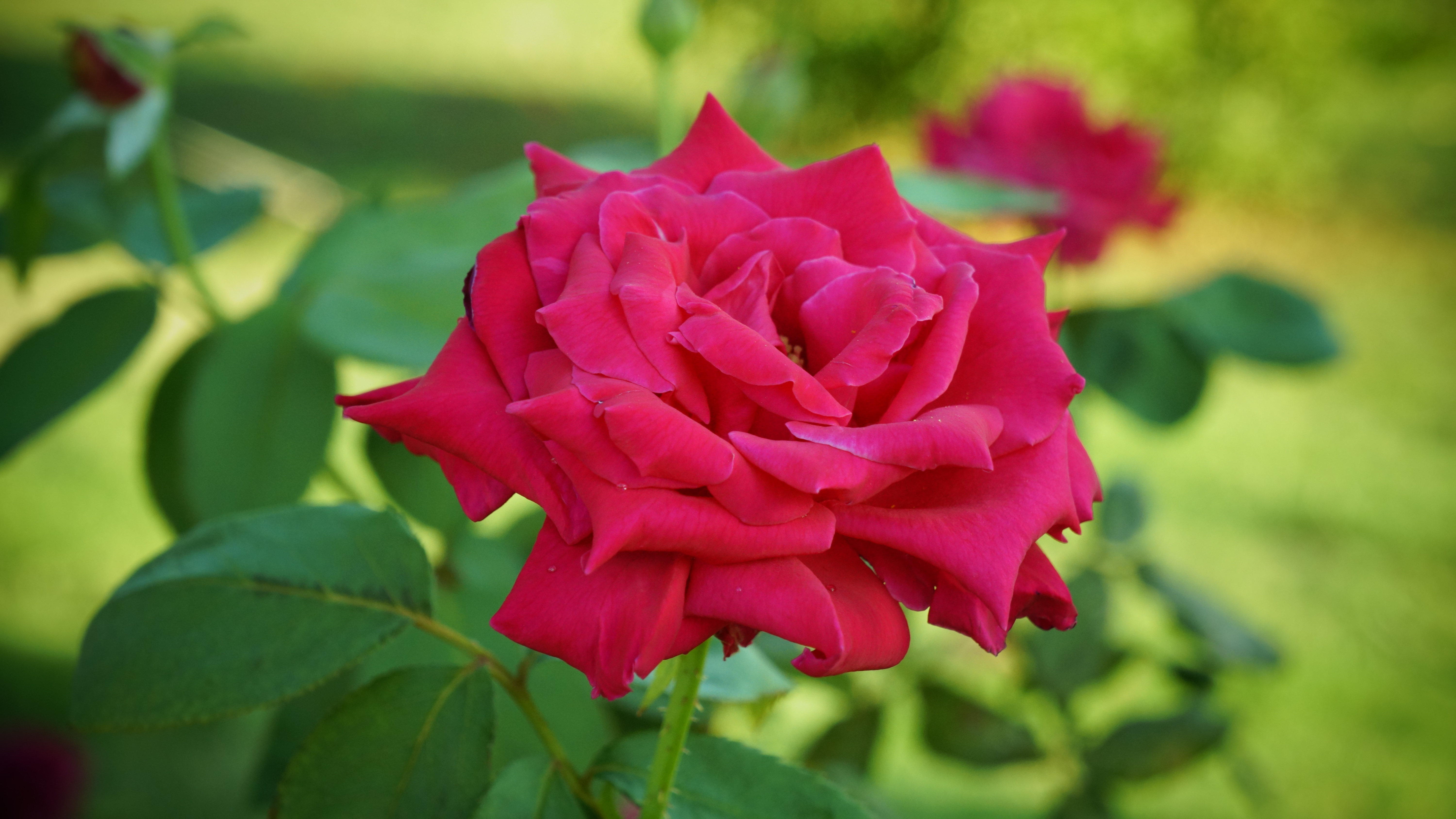 Téléchargez des papiers peints mobile Tige, Pétales, Bourgeon, Fleurs, Rose, Une Rose gratuitement.