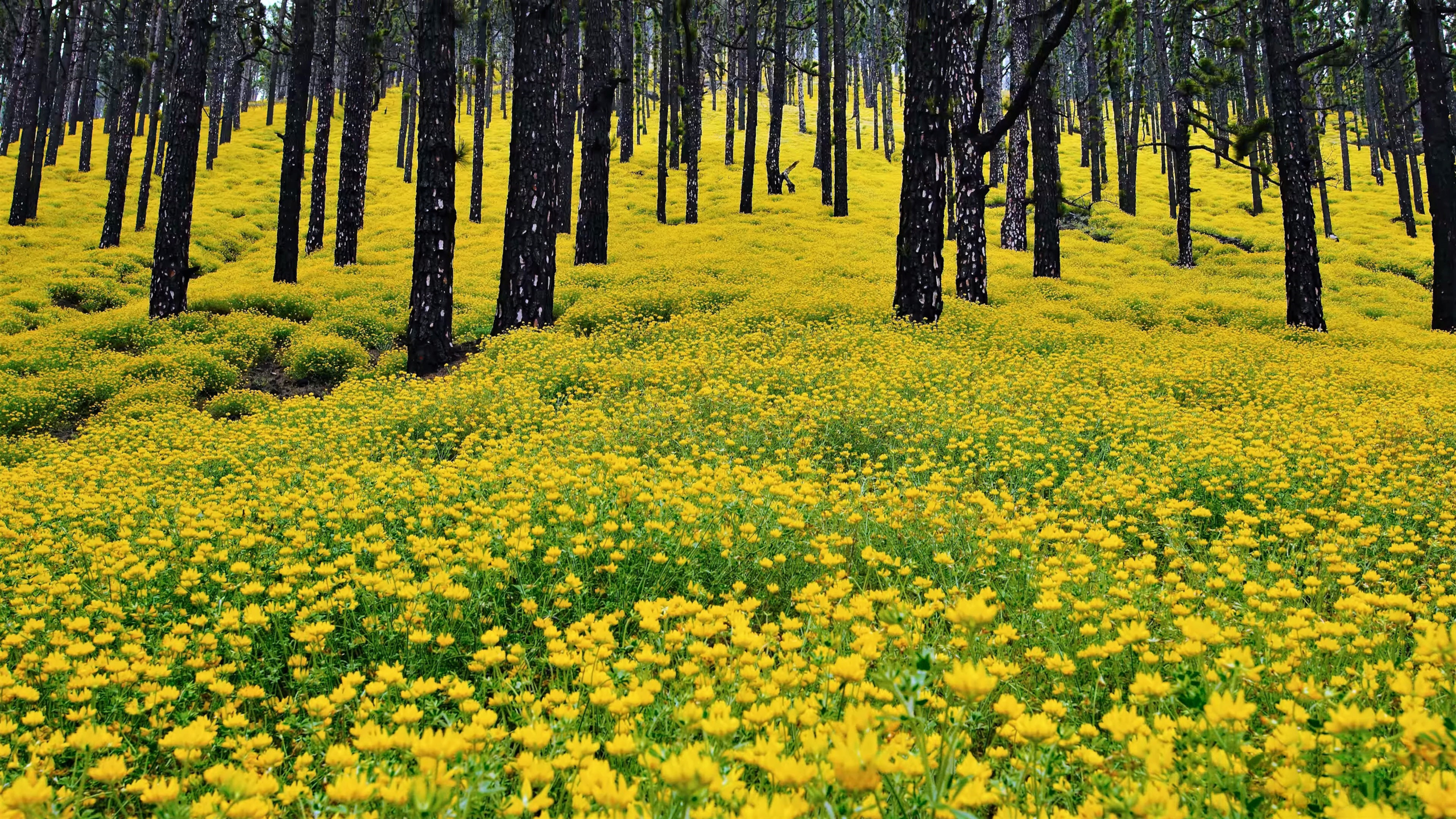 Free download wallpaper Flowers, Flower, Forest, Earth, Yellow Flower on your PC desktop