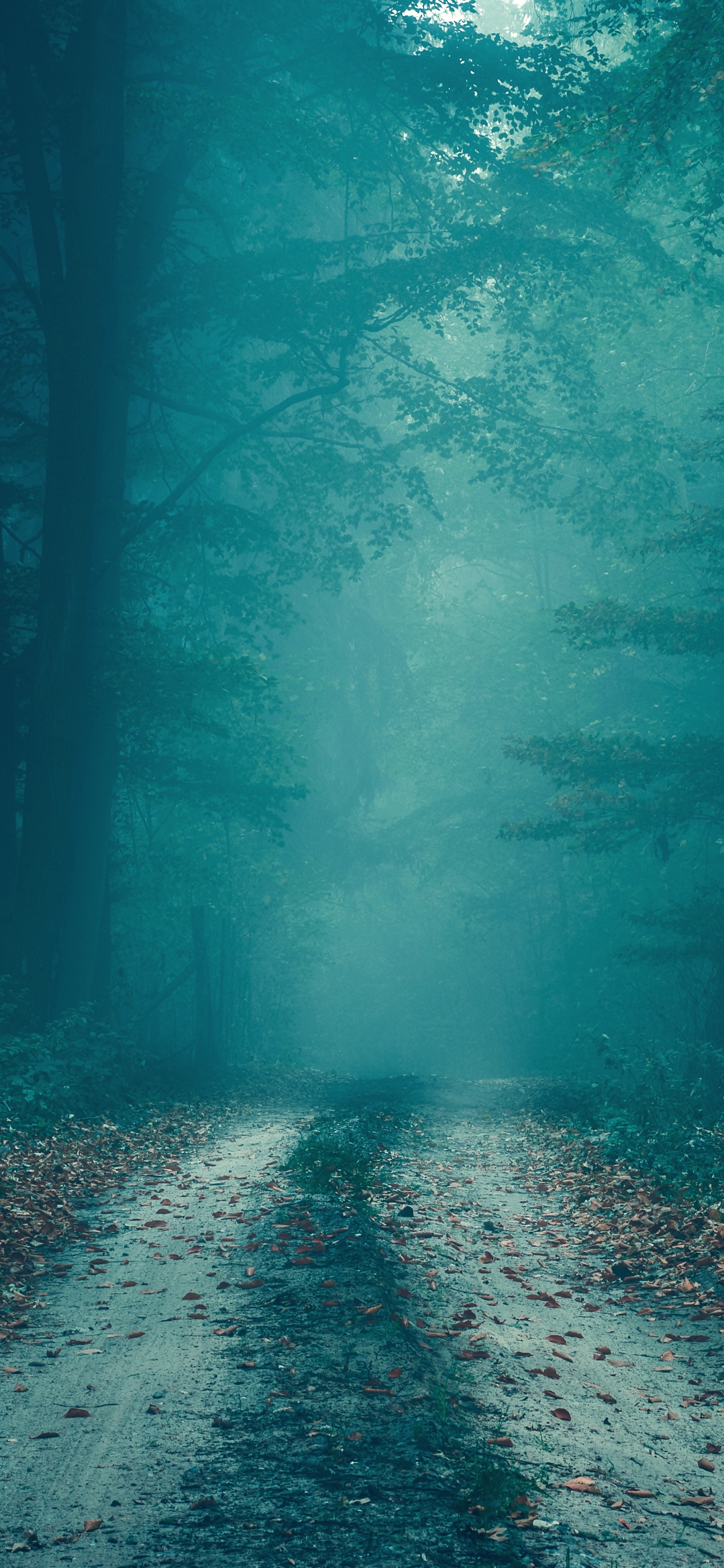 Baixar papel de parede para celular de Estrada, Névoa, Feito Pelo Homem, Neblina gratuito.