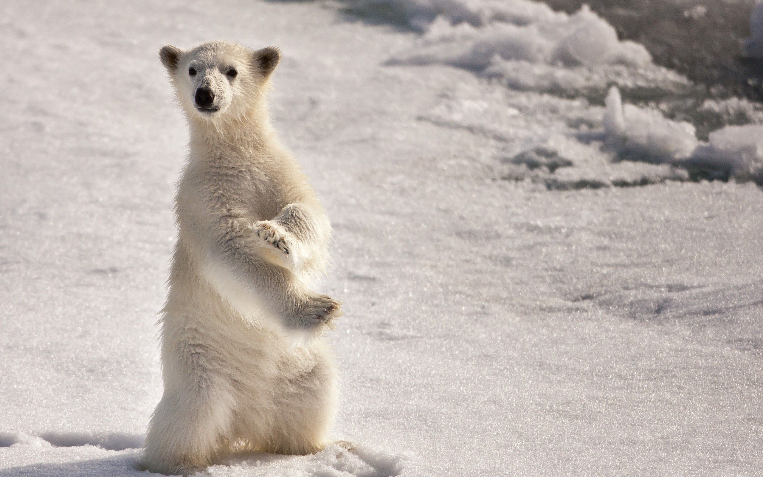 157084 скачать картинку снег, белый медведь, животные, лед, полярный, на двух лапах - обои и заставки бесплатно