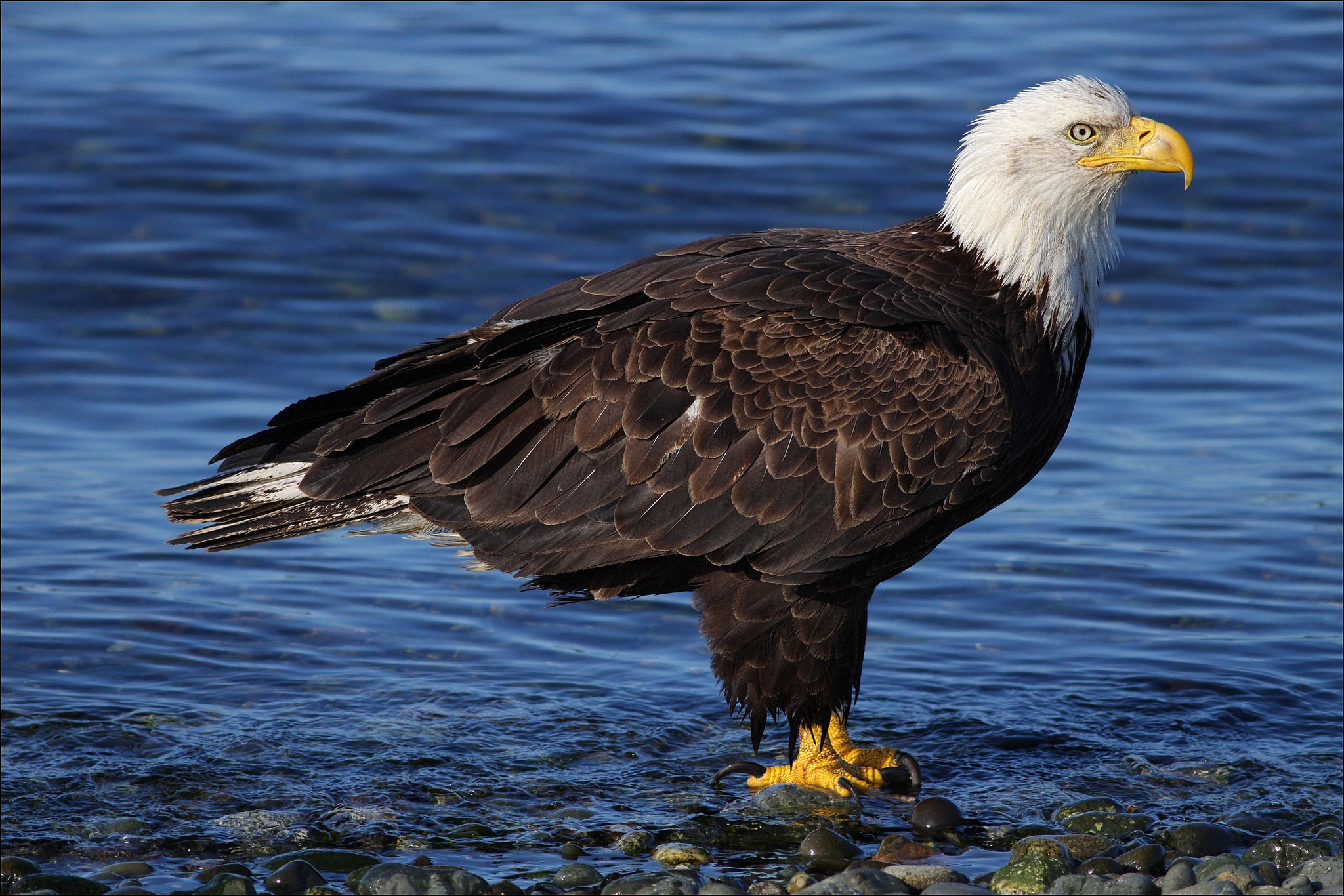 Free download wallpaper Animals, Water, Stones, Bald Eagle, White Headed Eagle on your PC desktop