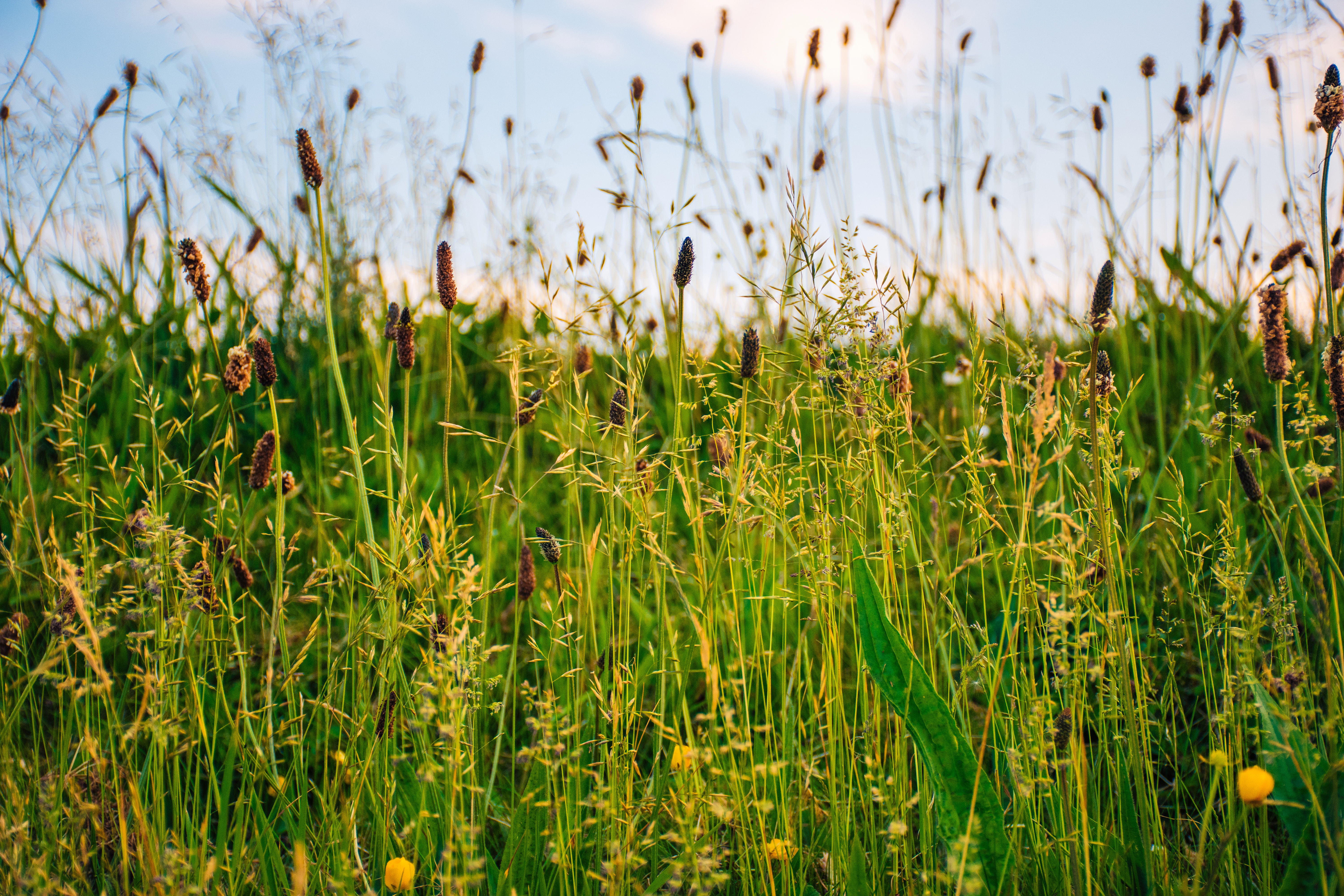 96594 скачать картинку природа, трава, лето, поле, зеленый, солнечный - обои и заставки бесплатно