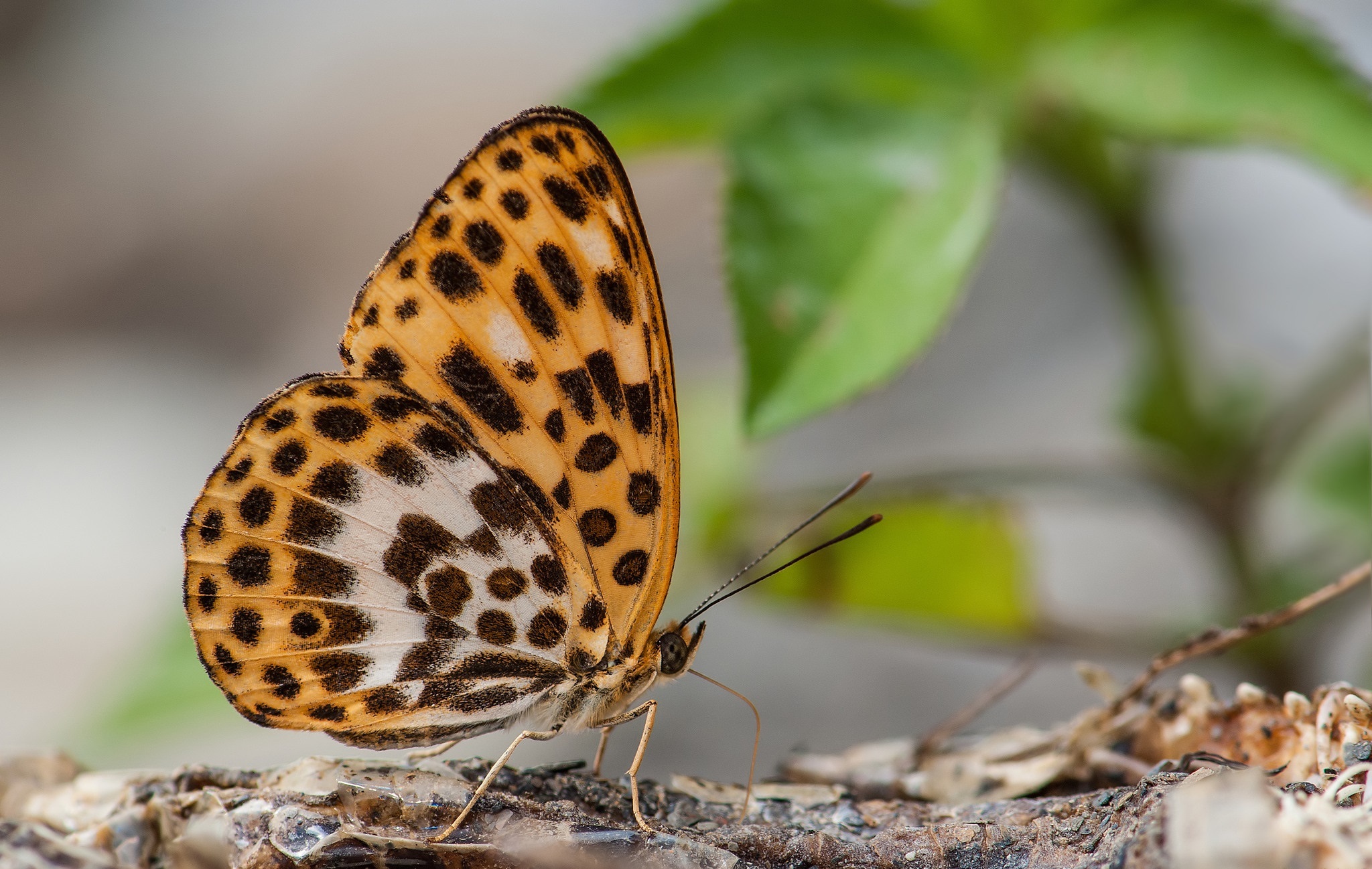 Descarga gratuita de fondo de pantalla para móvil de Animales, Mariposa.