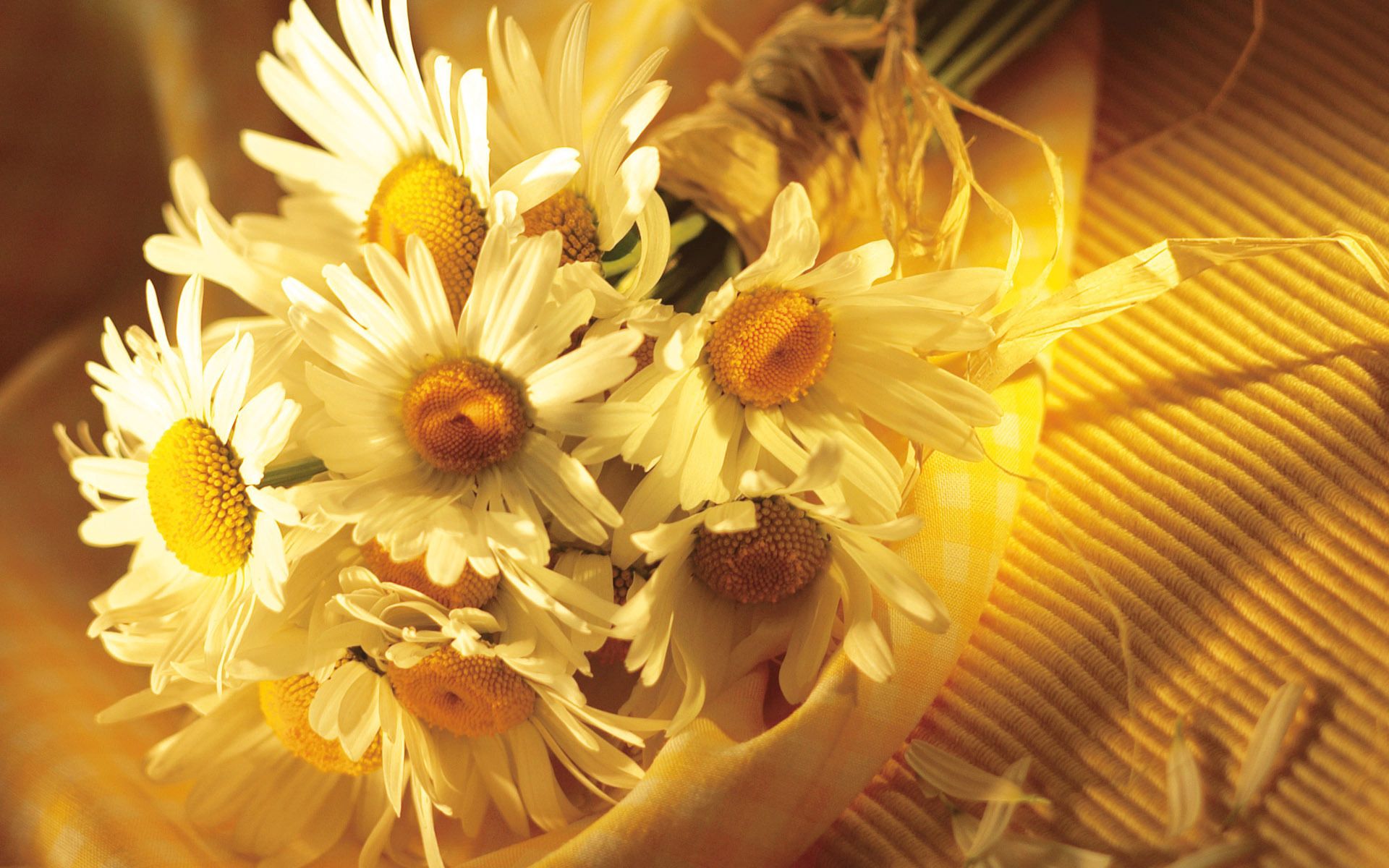 Laden Sie das Kamille, Blütenblätter, Strauß, Die Kleidung, Tuch, Schatten, Bouquet, Blumen-Bild kostenlos auf Ihren PC-Desktop herunter