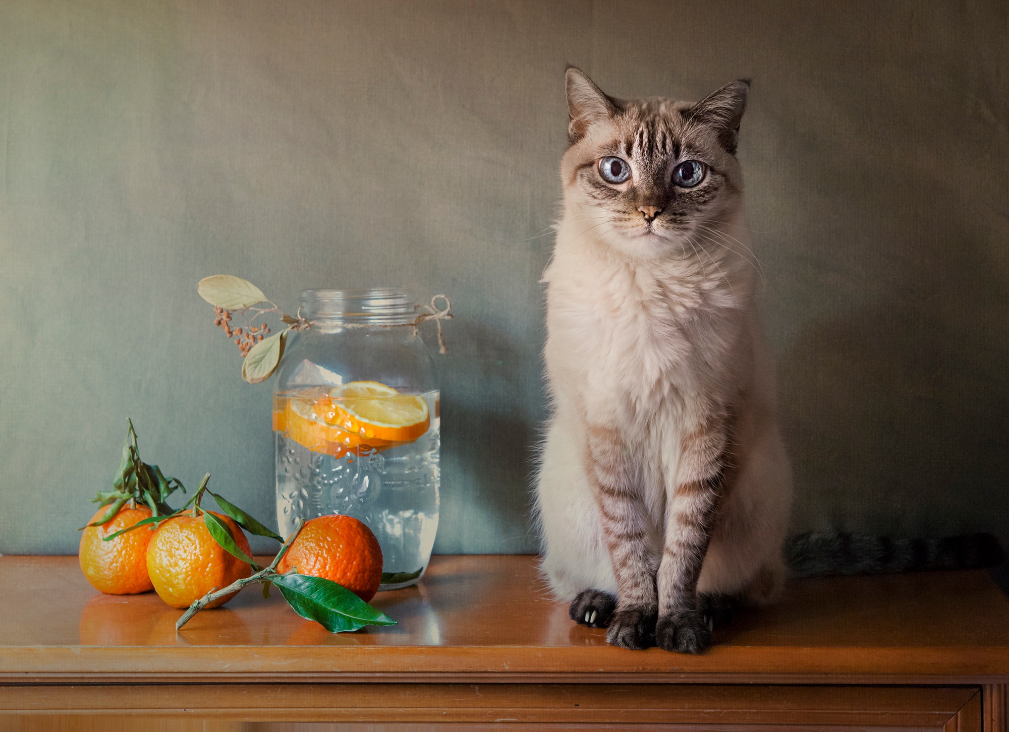 Baixar papel de parede para celular de Animais, Gatos, Gato gratuito.