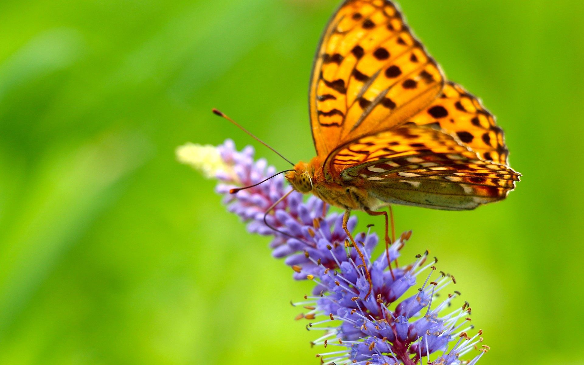 Free download wallpaper Grass, Macro, Wings, Butterfly on your PC desktop