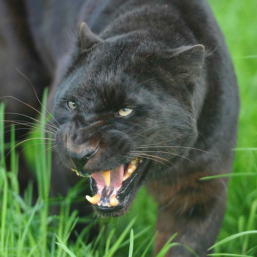 Descarga gratuita de fondo de pantalla para móvil de Animales, Gatos, Pantera Negra.