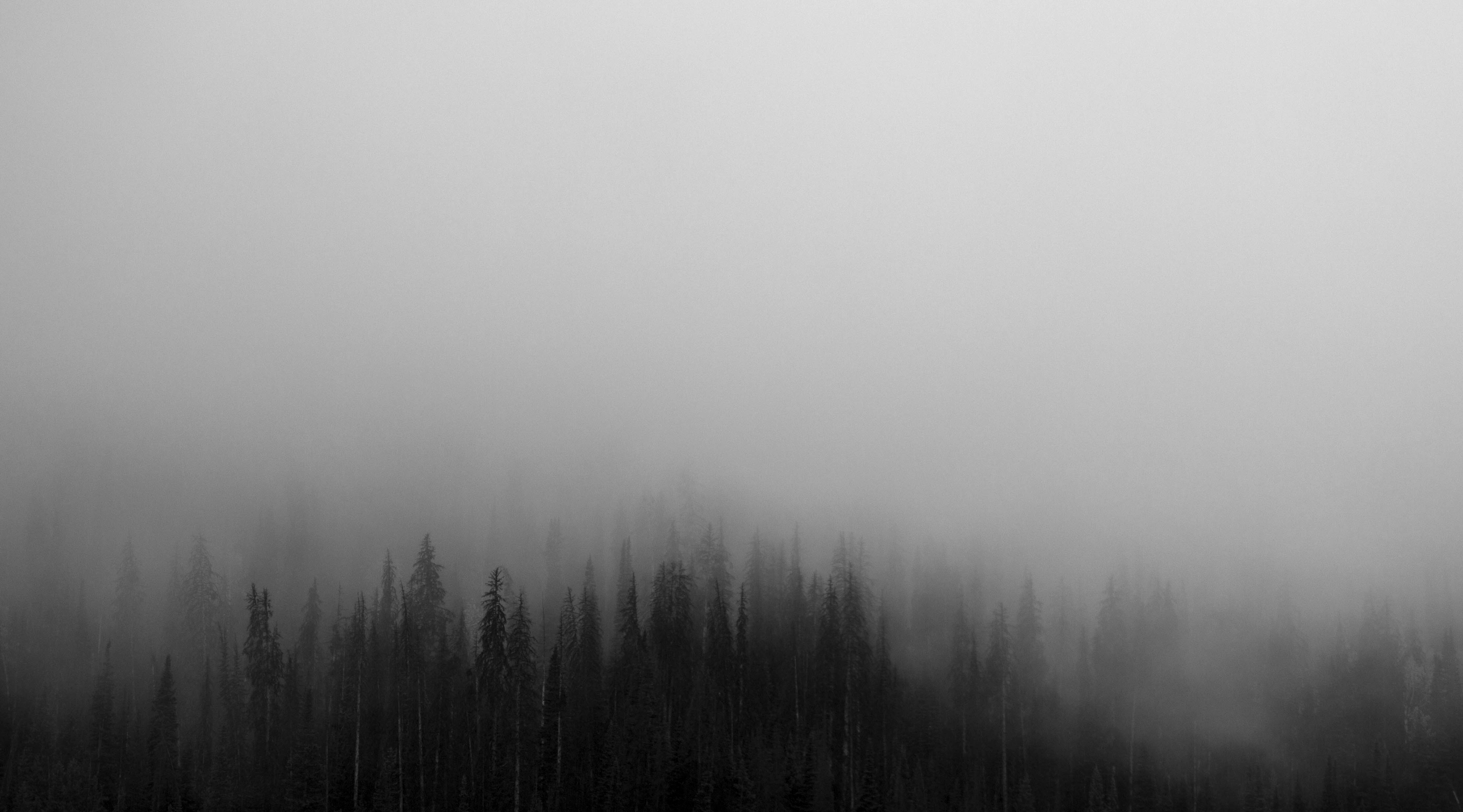 Скачать обои бесплатно Лес, Туман, Чёрный, Земля/природа картинка на рабочий стол ПК