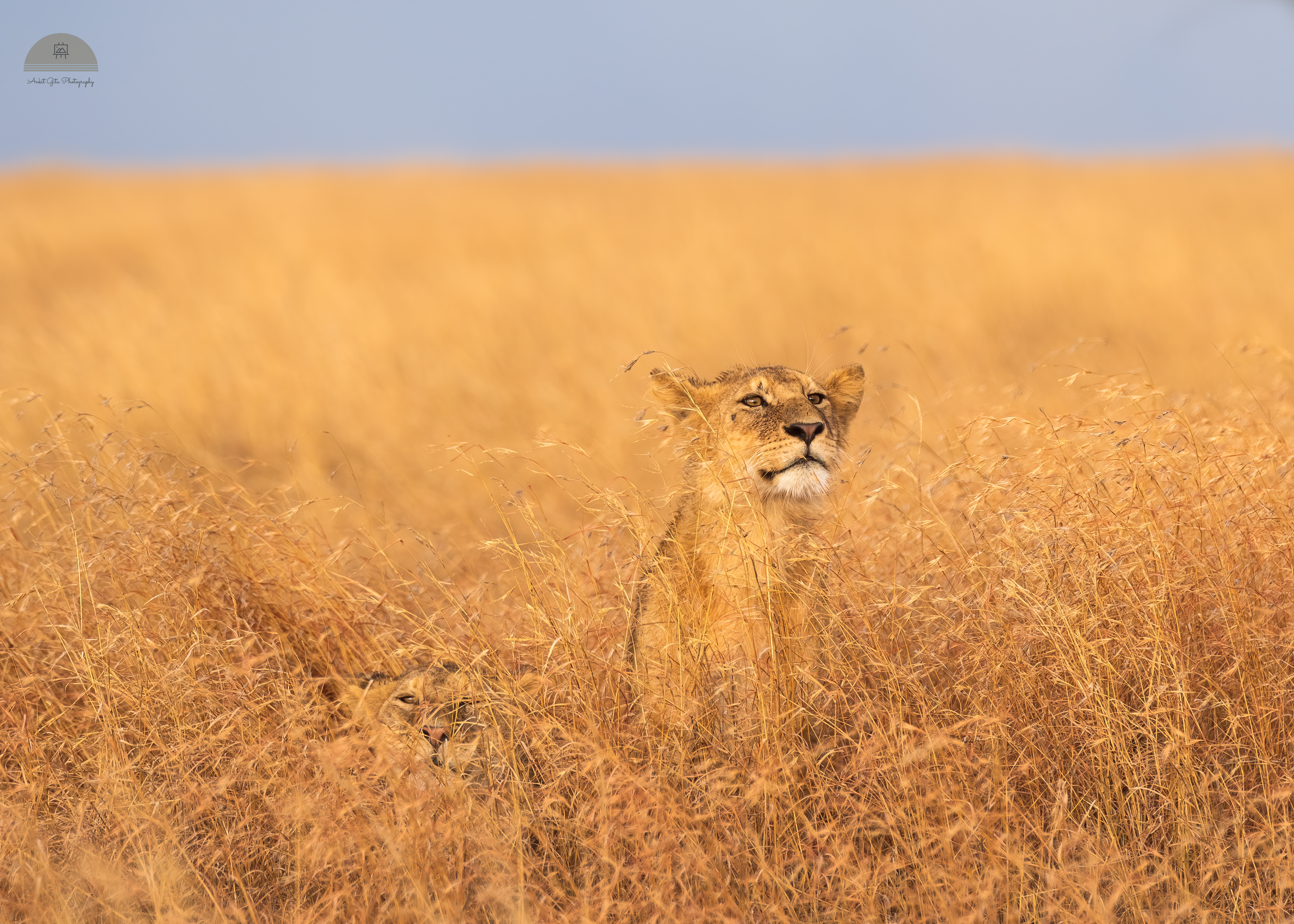 Die besten Serengeti Nationalpark-Hintergründe für den Telefonbildschirm