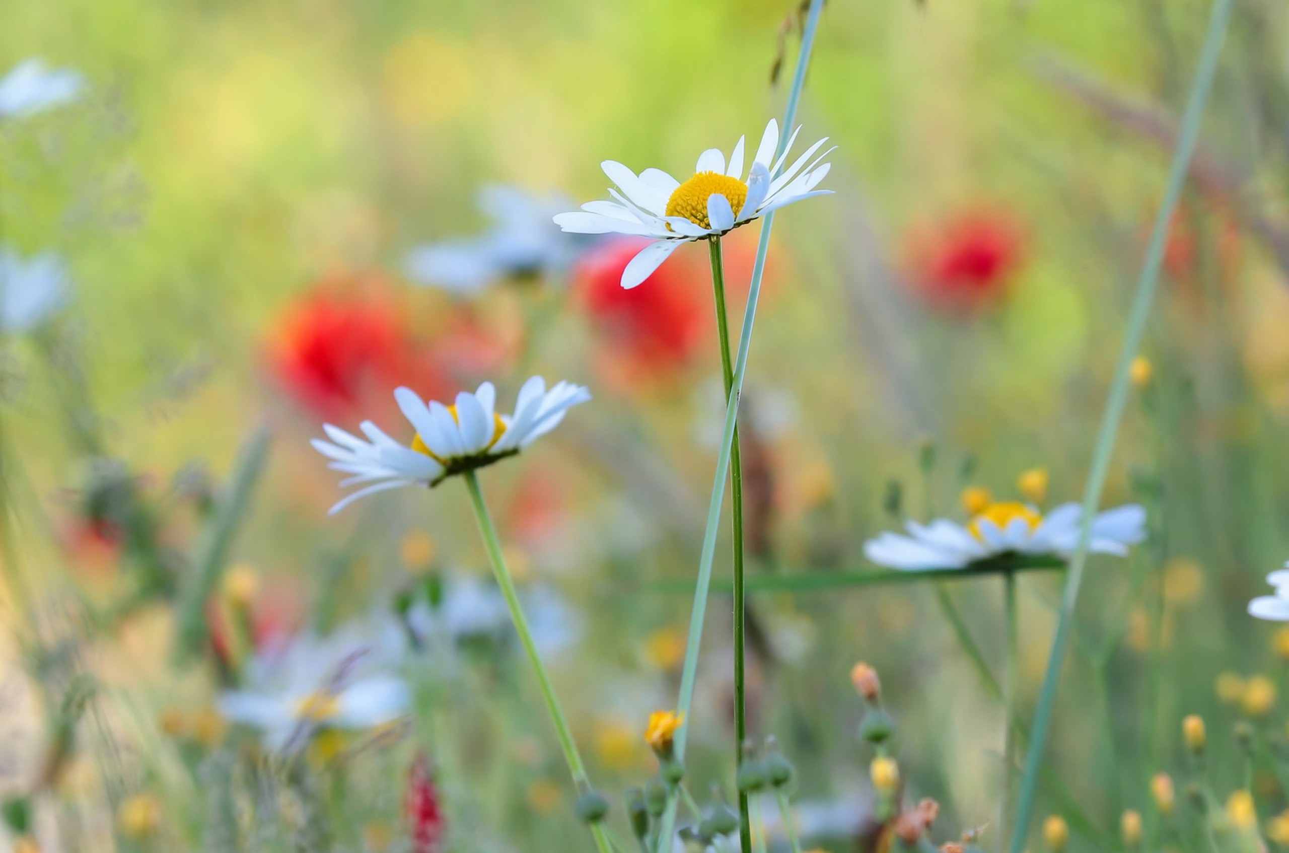 Free download wallpaper Nature, Flowers, Flower, Blur, Earth, White Flower on your PC desktop