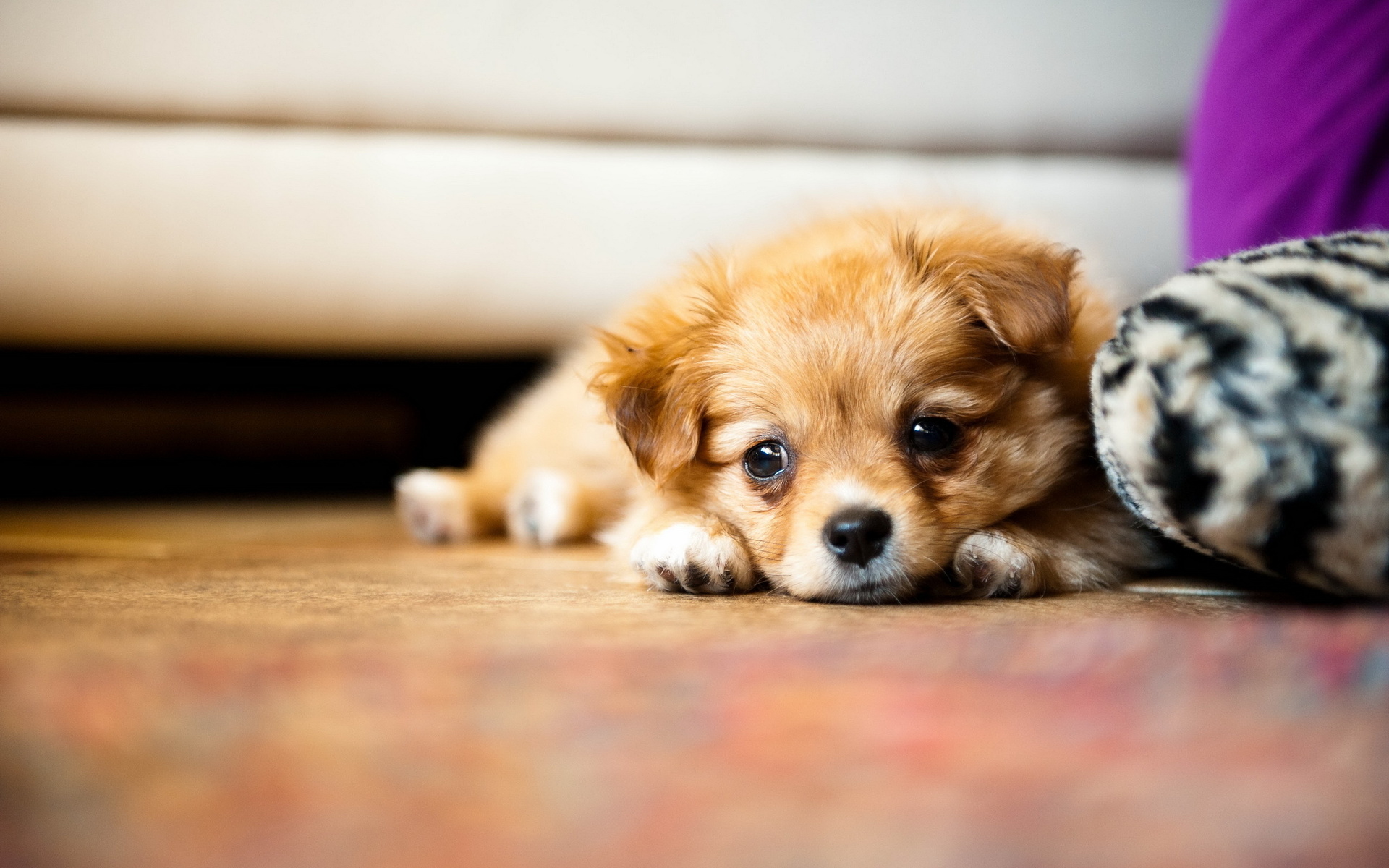 Free download wallpaper Dogs, Dog, Animal, Puppy, Cute on your PC desktop