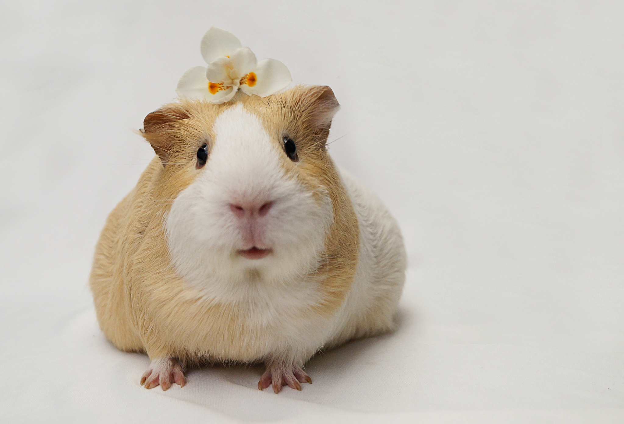 Download mobile wallpaper Animal, Guinea Pig, Rodent for free.