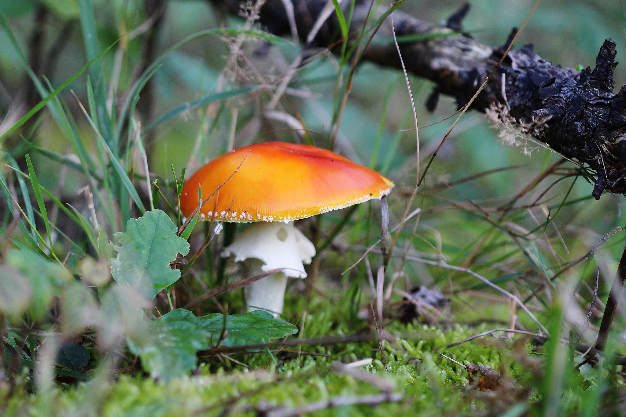 Descarga gratuita de fondo de pantalla para móvil de Naturaleza, Otoño, Champiñón, Tierra/naturaleza, Macrofotografía.